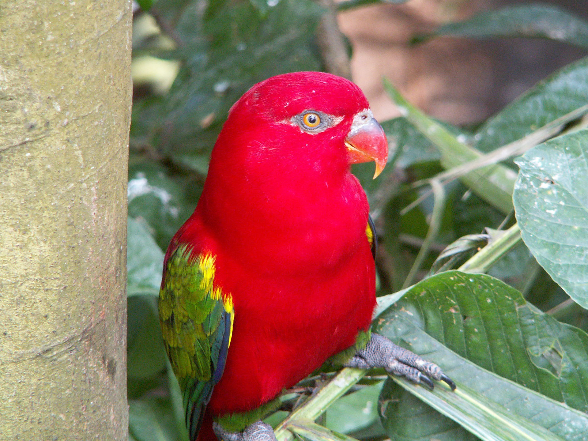 KONICA MINOLTA DIGITAL CAMERA