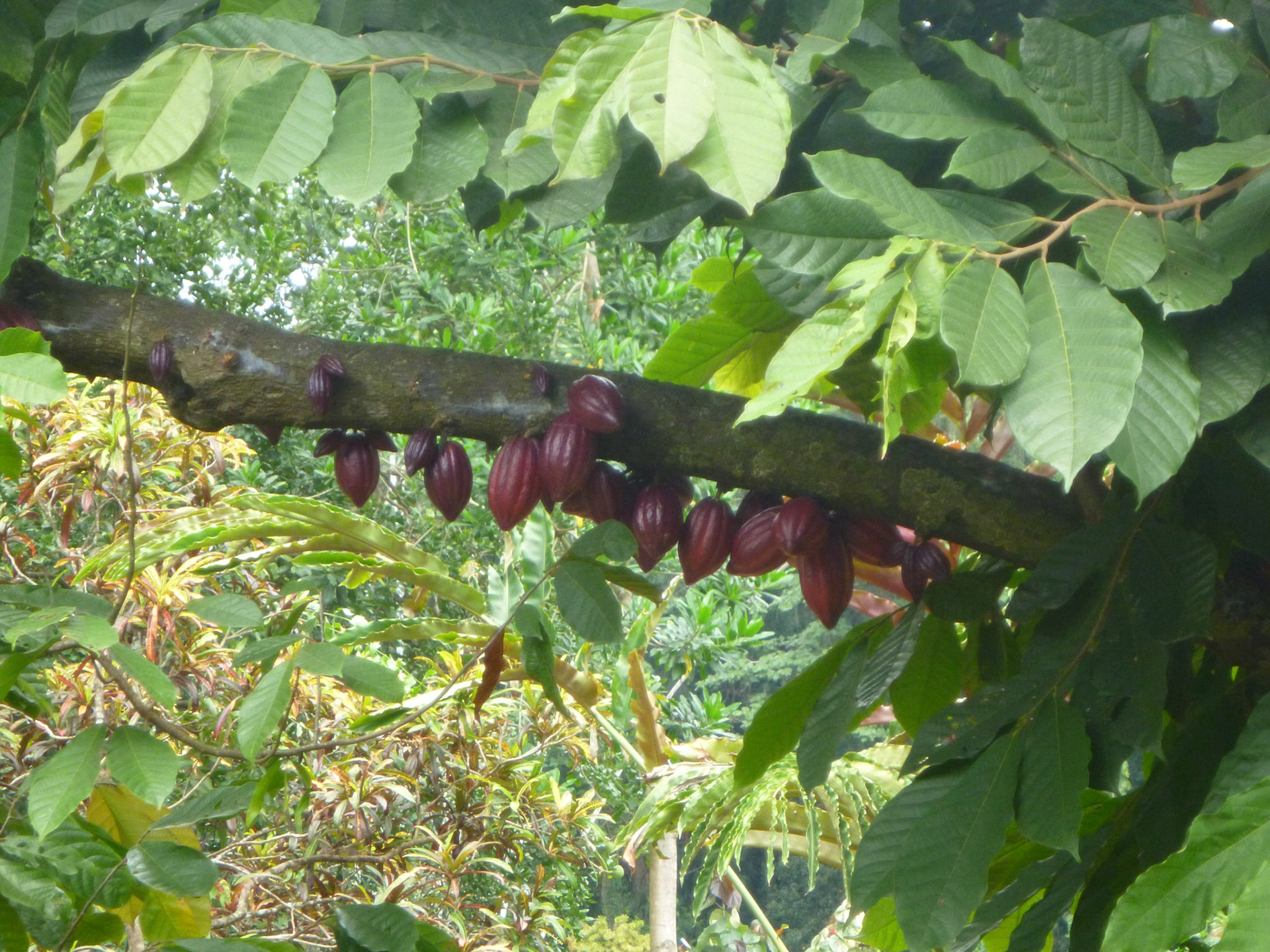 6.9.11 KANDY - Botanická zahrada