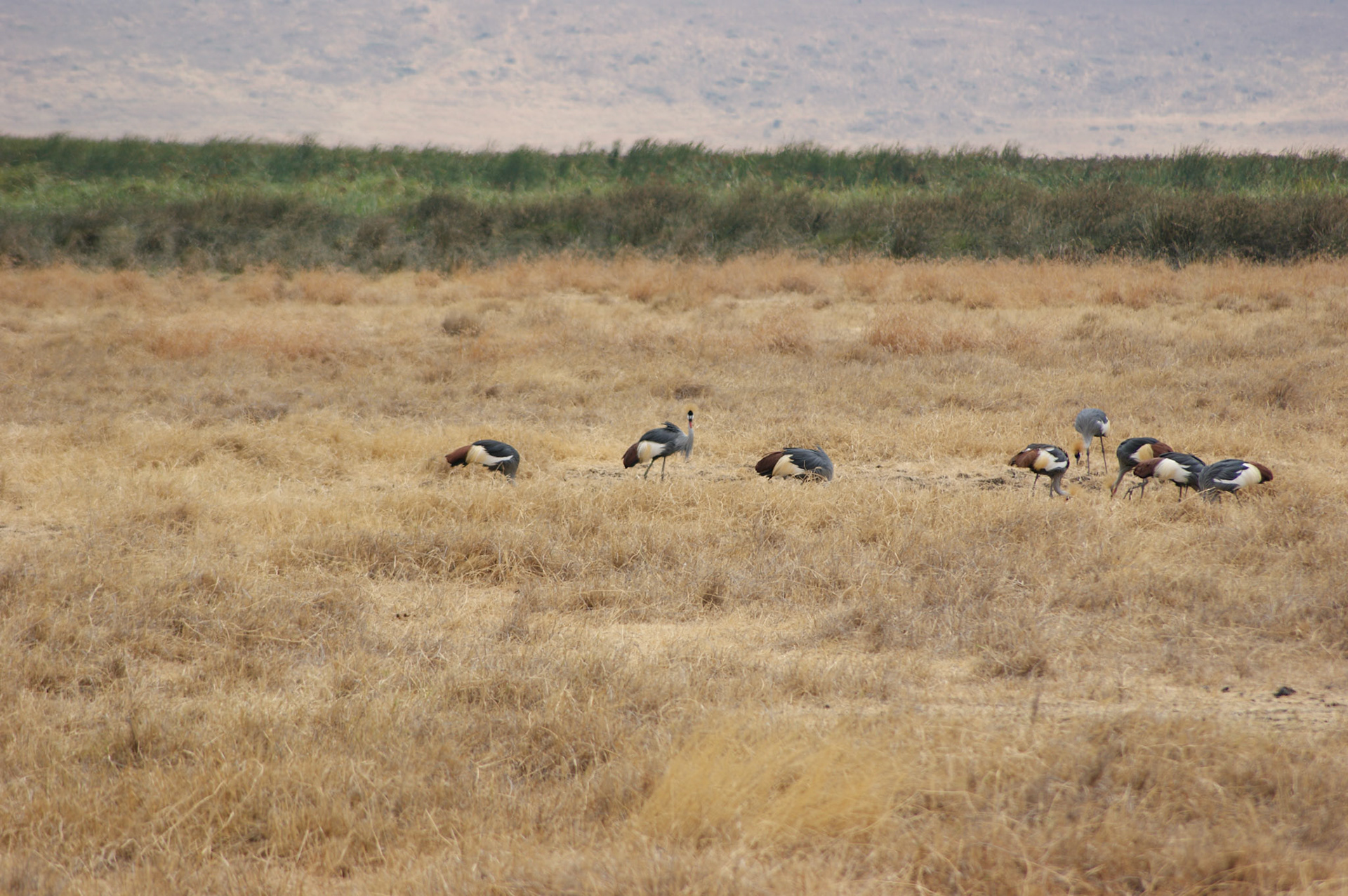 3.10.2009 TANZANIE - Ngorongoro NP