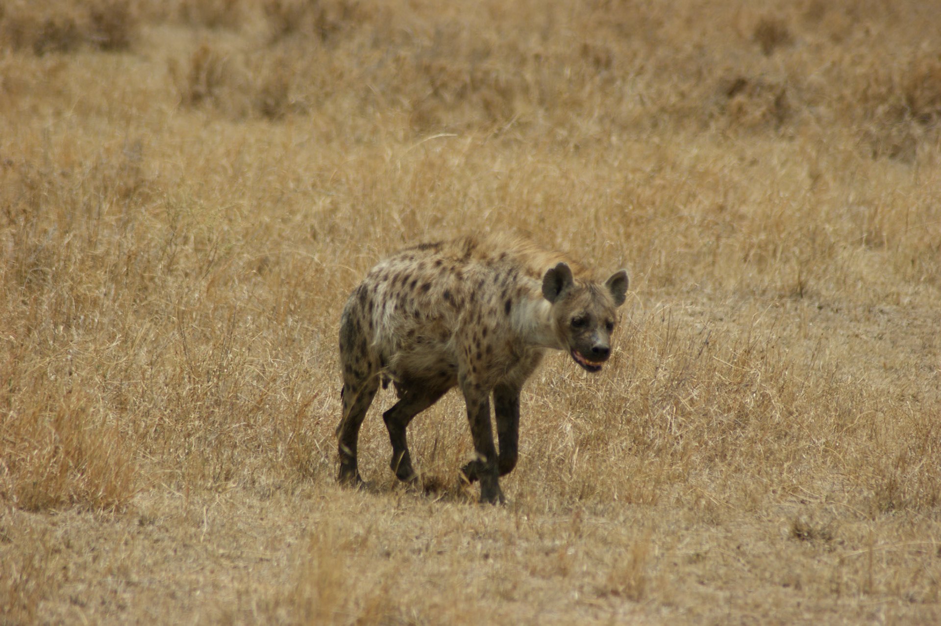 2.10.2009 TANZANIE - Serengeti