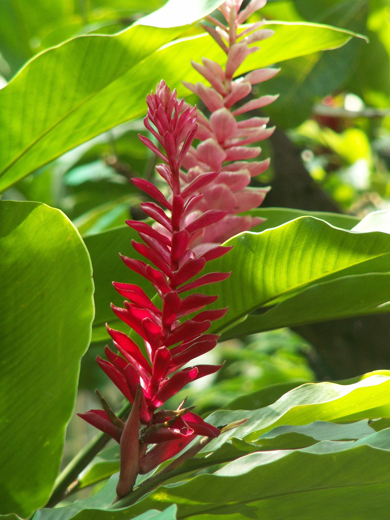 KONICA MINOLTA DIGITAL CAMERA