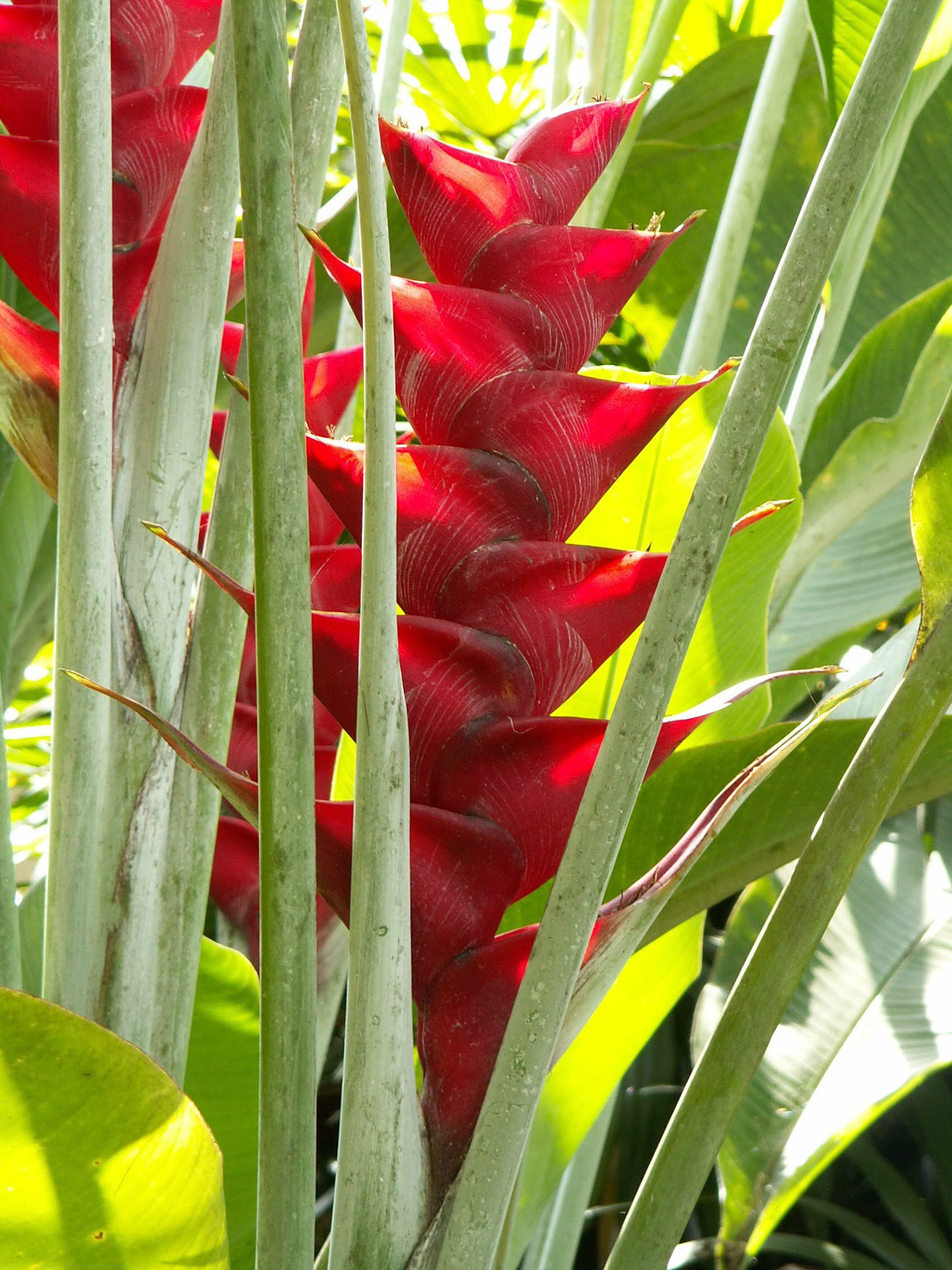 KONICA MINOLTA DIGITAL CAMERA