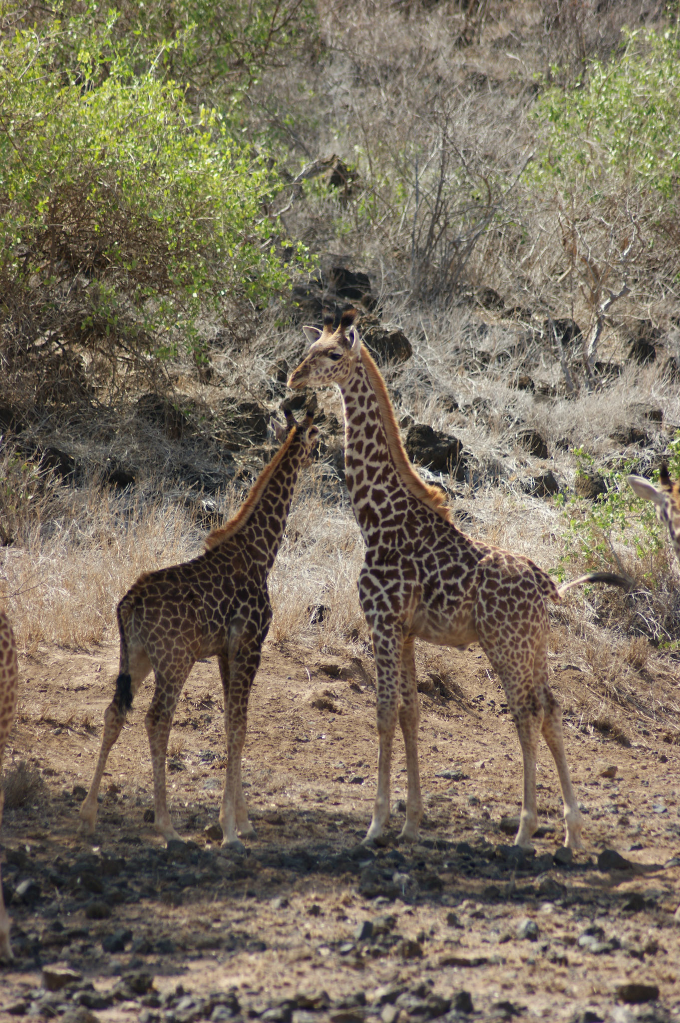 26.9.2009 KEŇA - NP Tsawo West