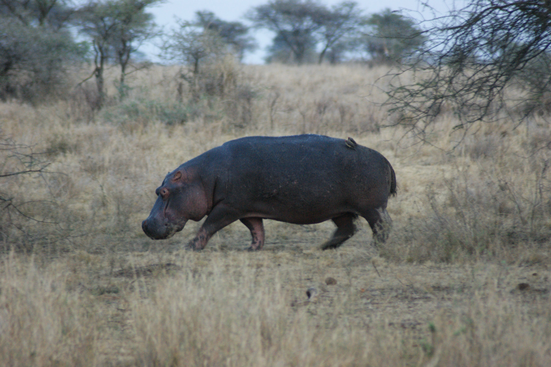 2.10.2009 TANZANIE - Serengeti