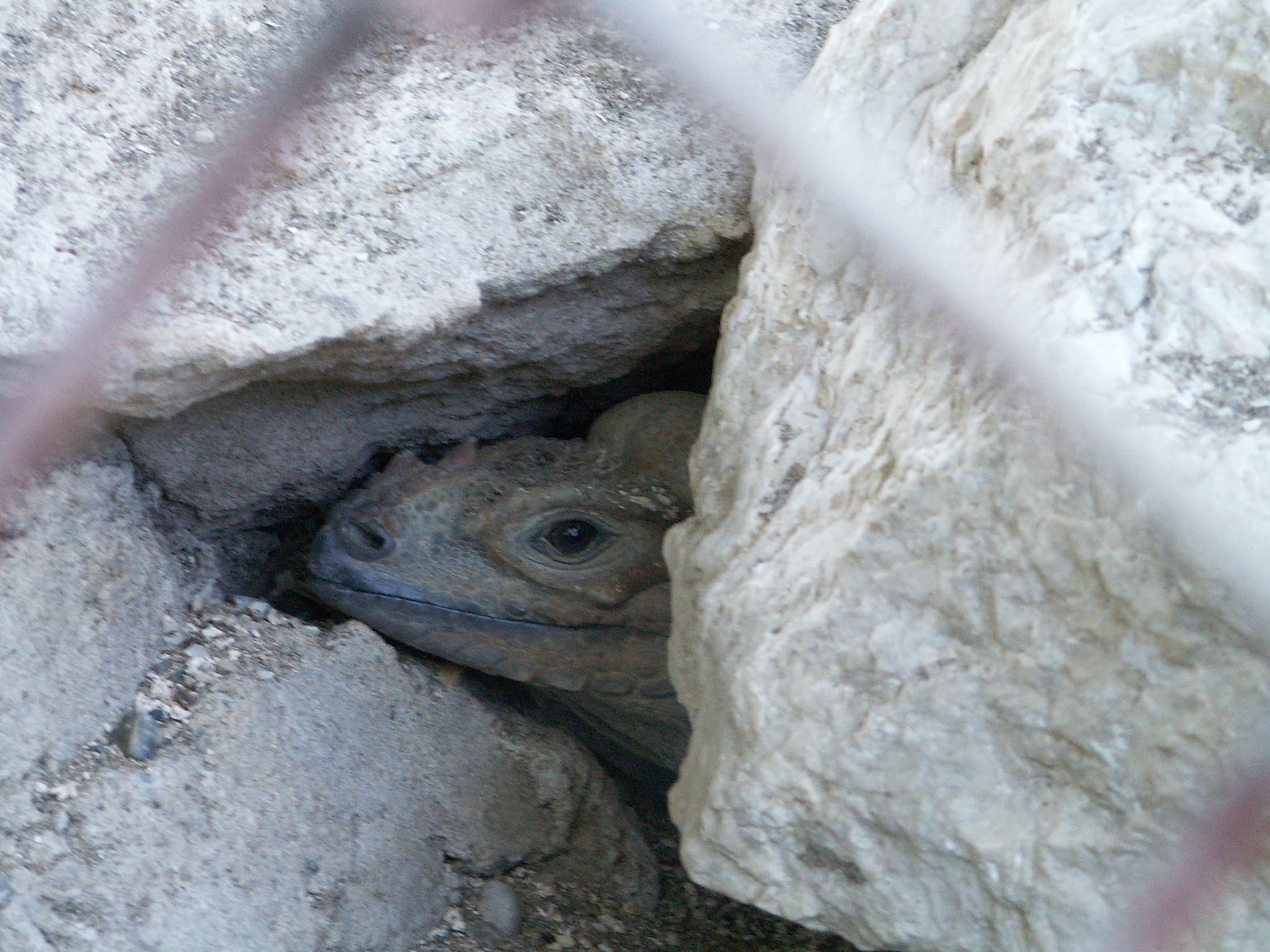 KONICA MINOLTA DIGITAL CAMERA