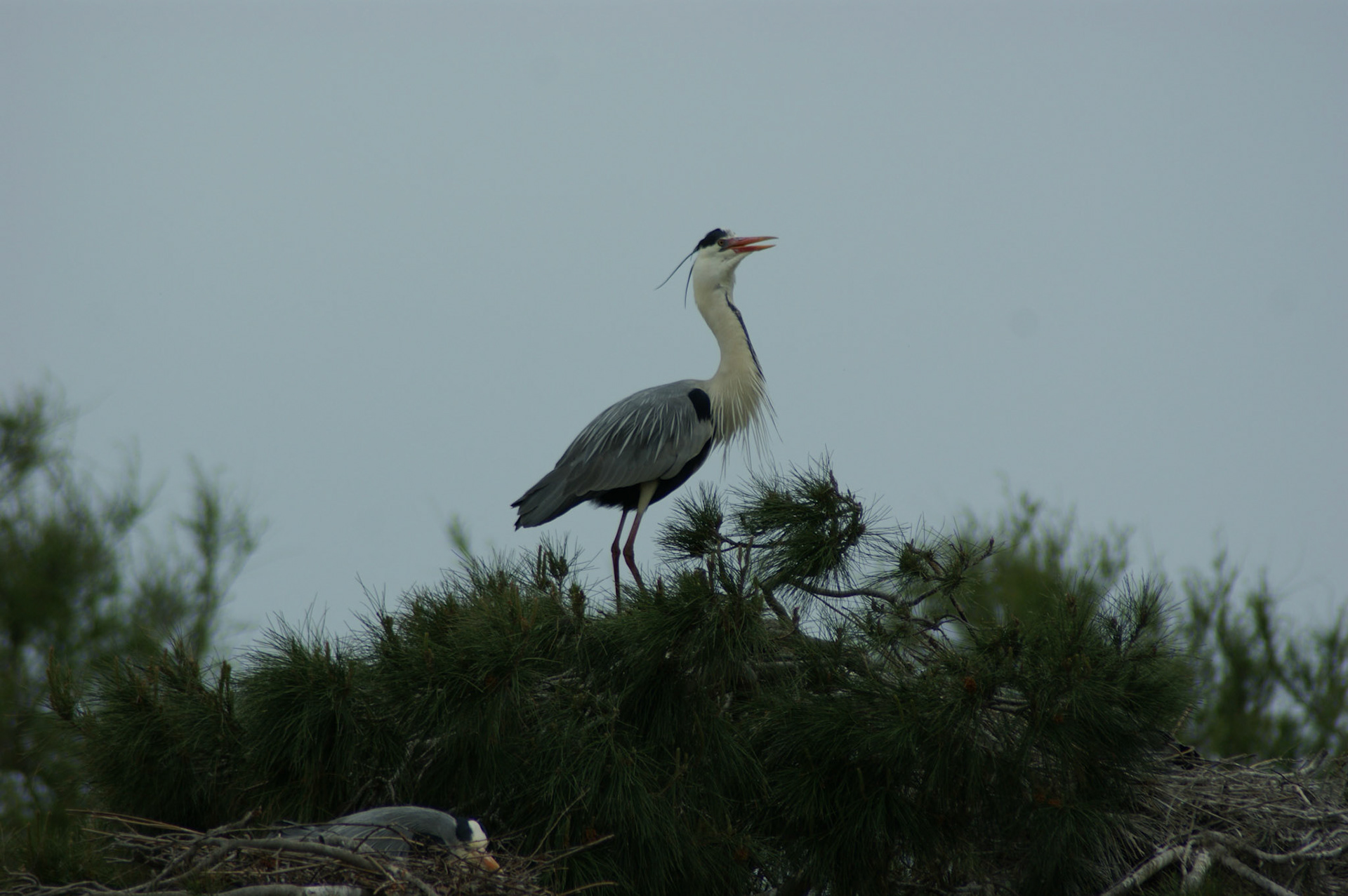 SONY DSC