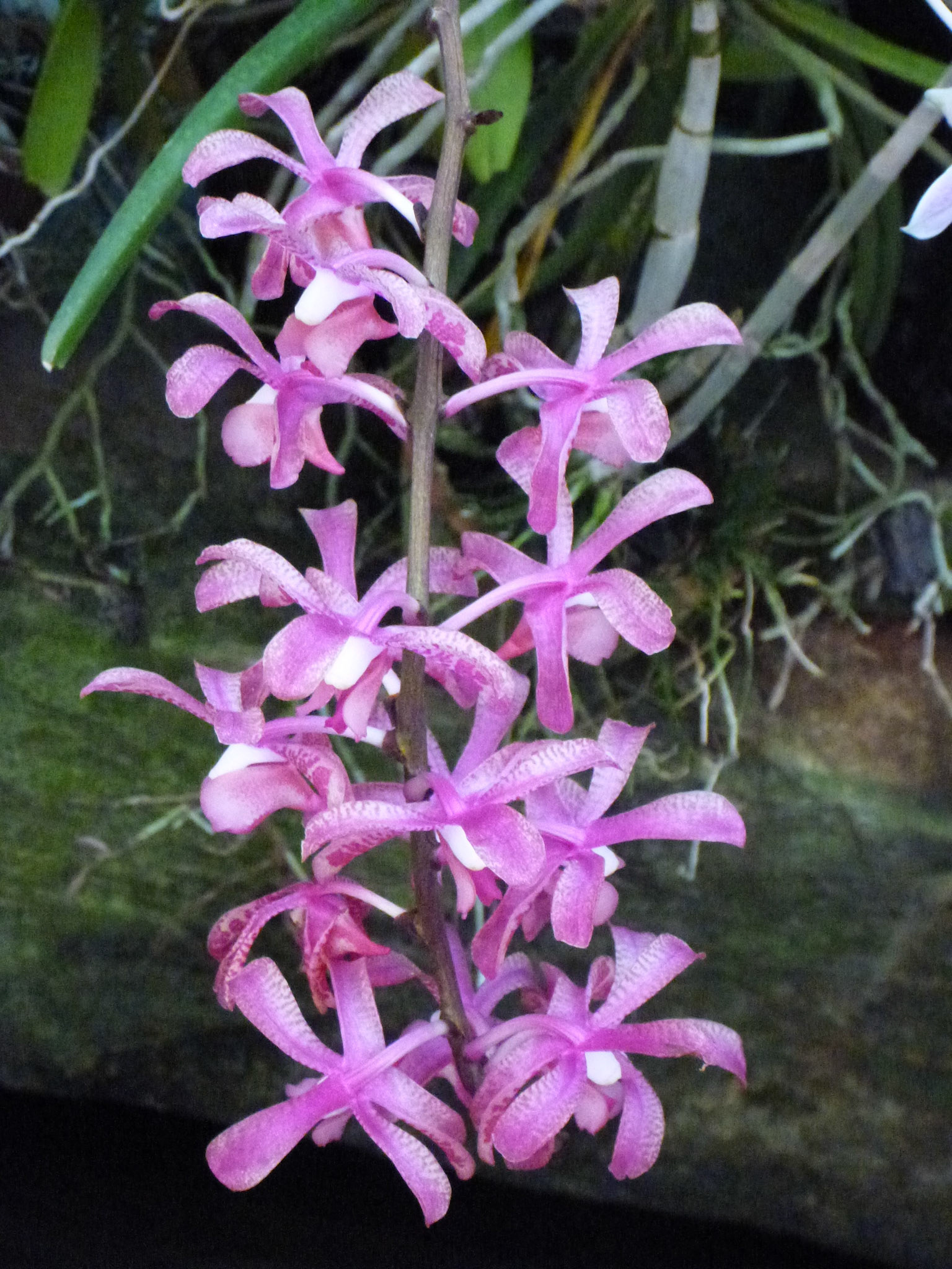 6.9.11 KANDY - Botanická zahrada