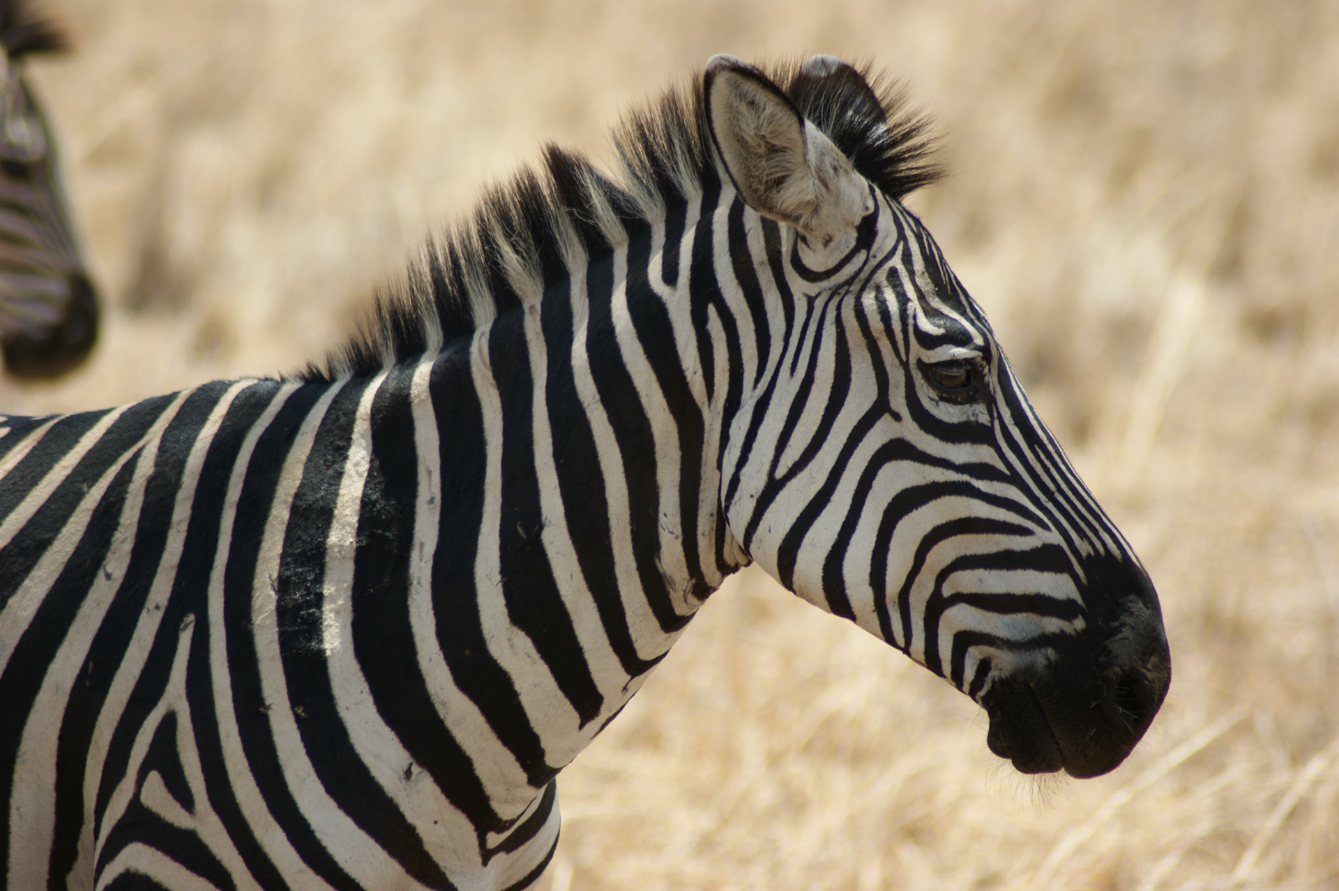 30.9.2009 TANZANIE - Tarangire NP