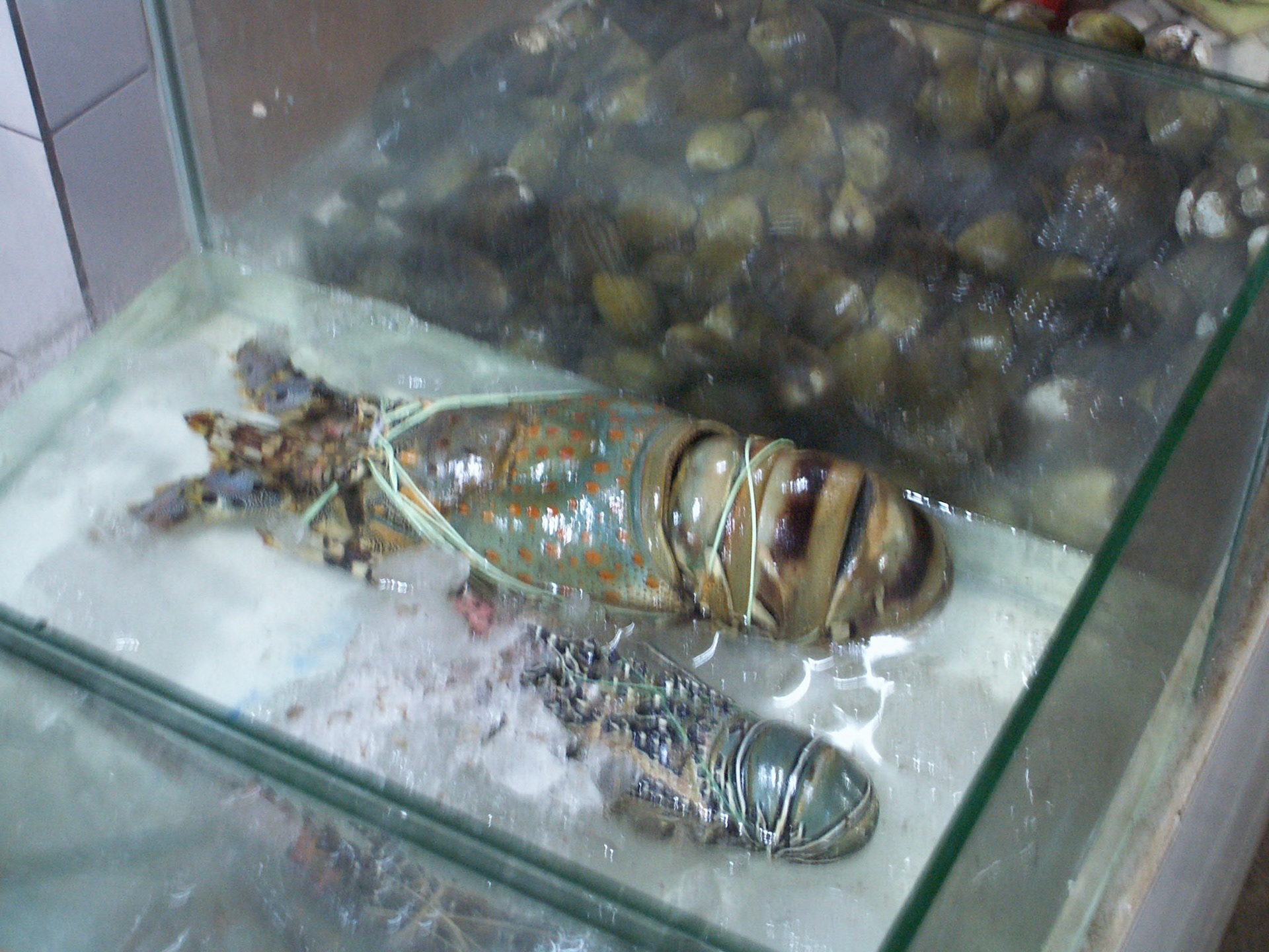 KONICA MINOLTA DIGITAL CAMERA