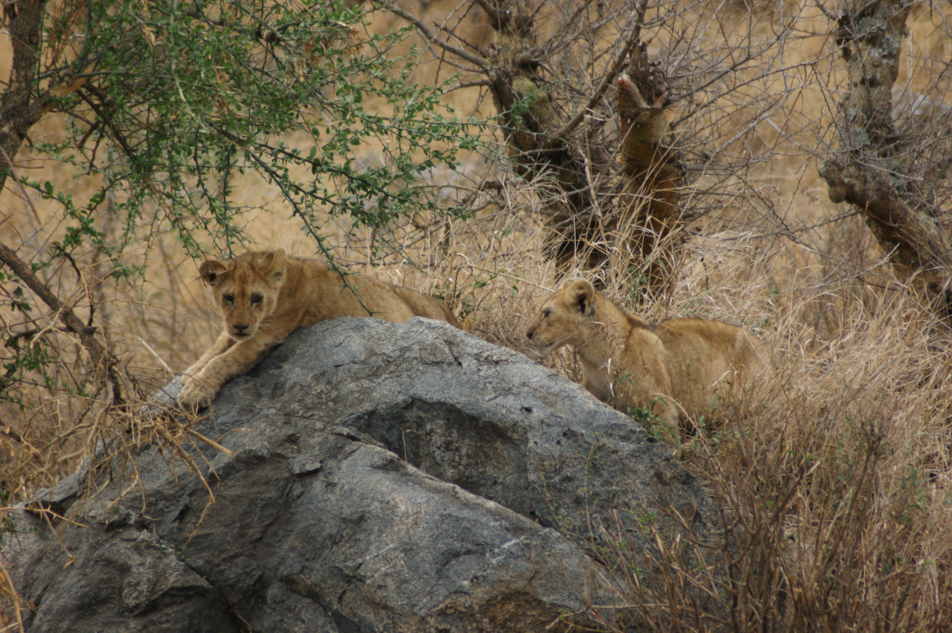 2.10.2009 TANZANIE - Serengeti