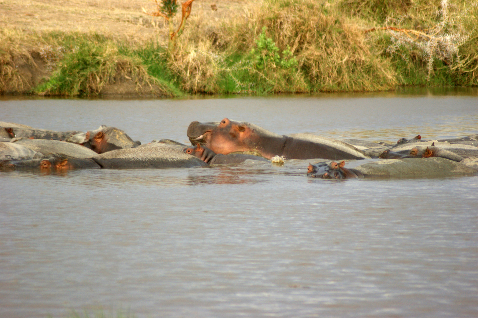 1.10.2009 TANZANIE - Serengeti