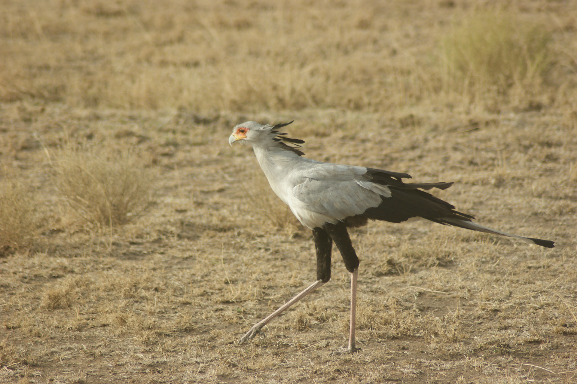 1.10.2009 TANZANIE - Serengeti