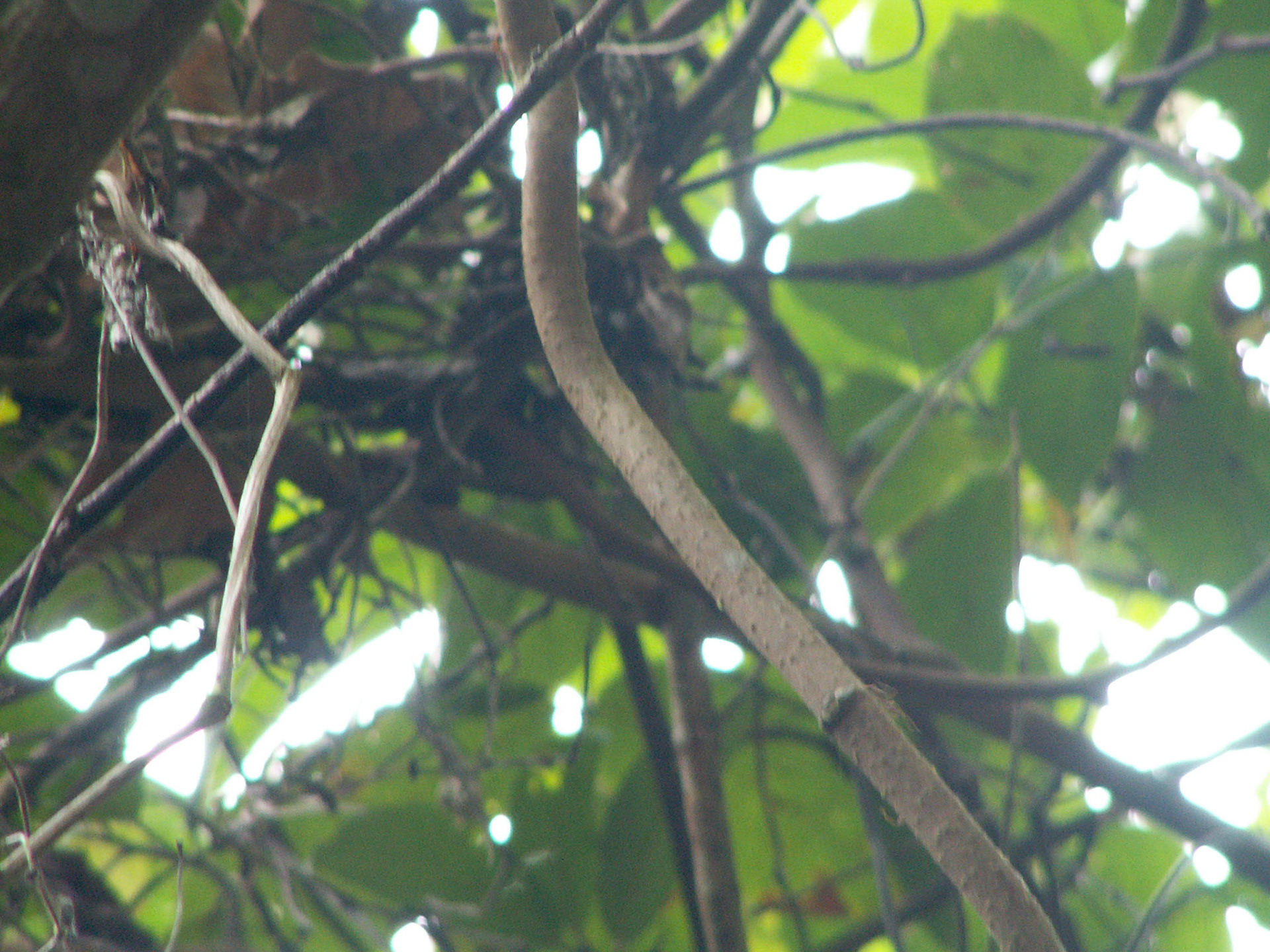 KONICA MINOLTA DIGITAL CAMERA