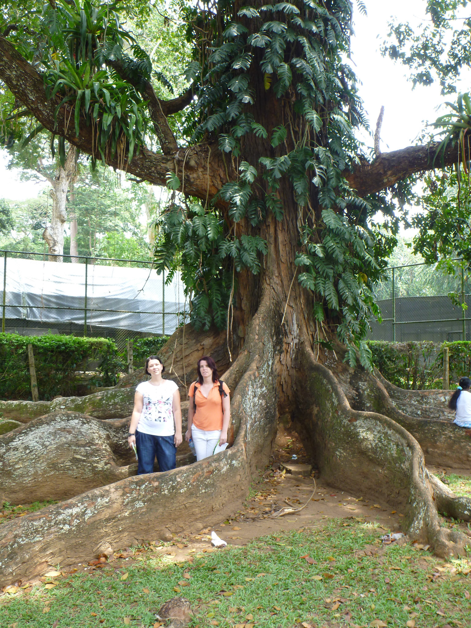 6.9.11 KANDY - Botanická zahrada