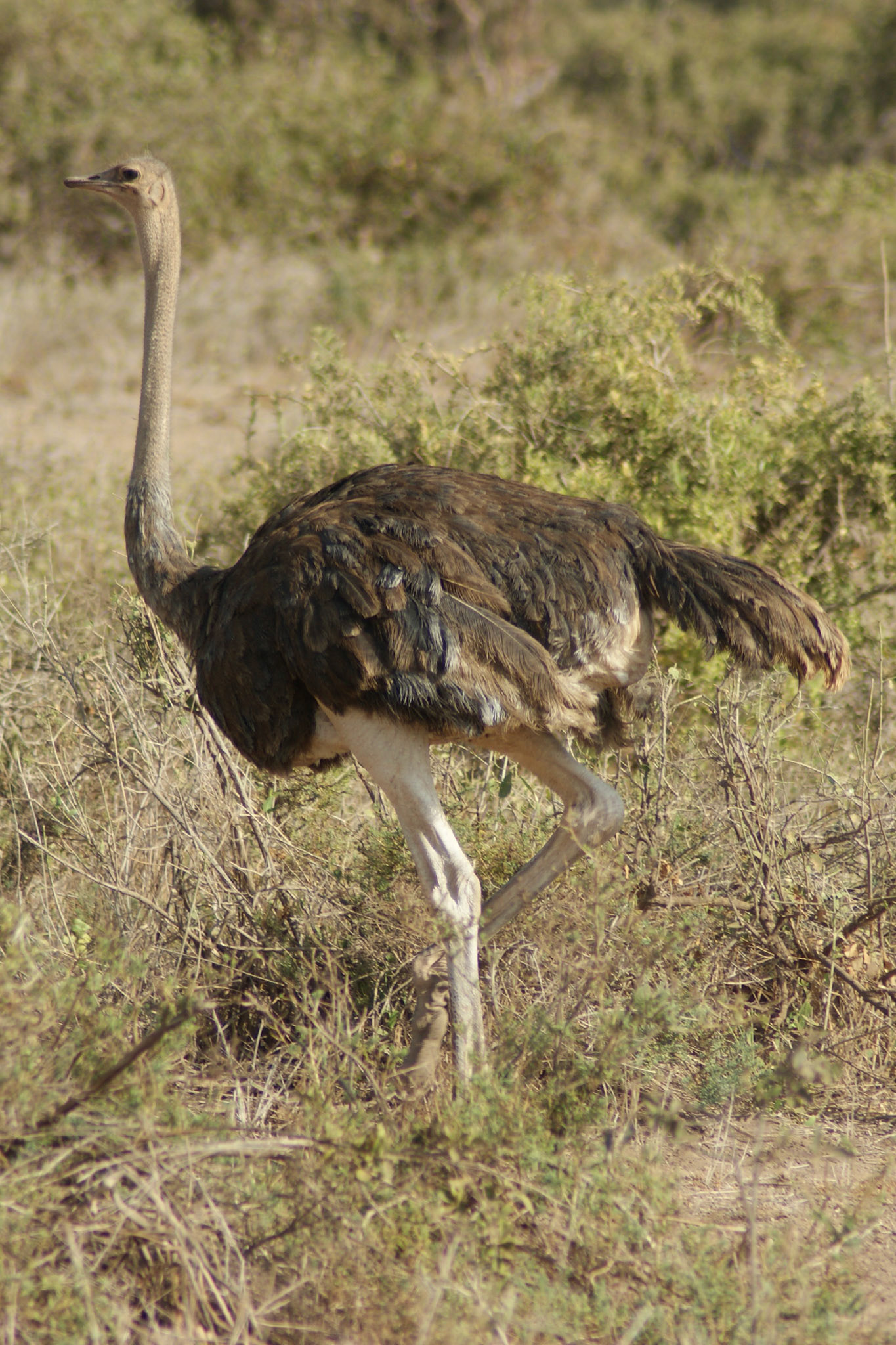 25.9.2009 KEŇA - NP Amboseli