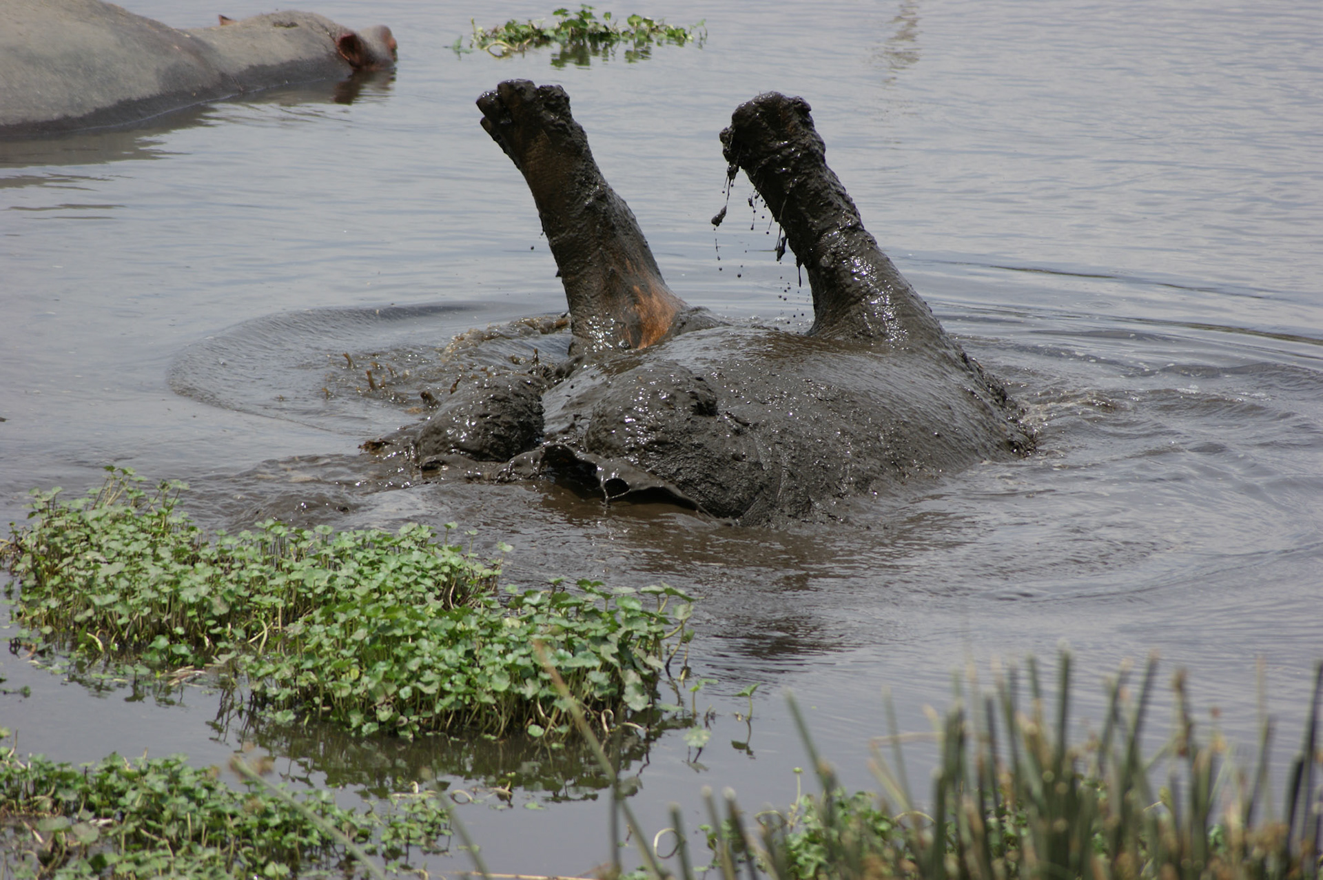 3.10.2009 TANZANIE - Ngorongoro NP