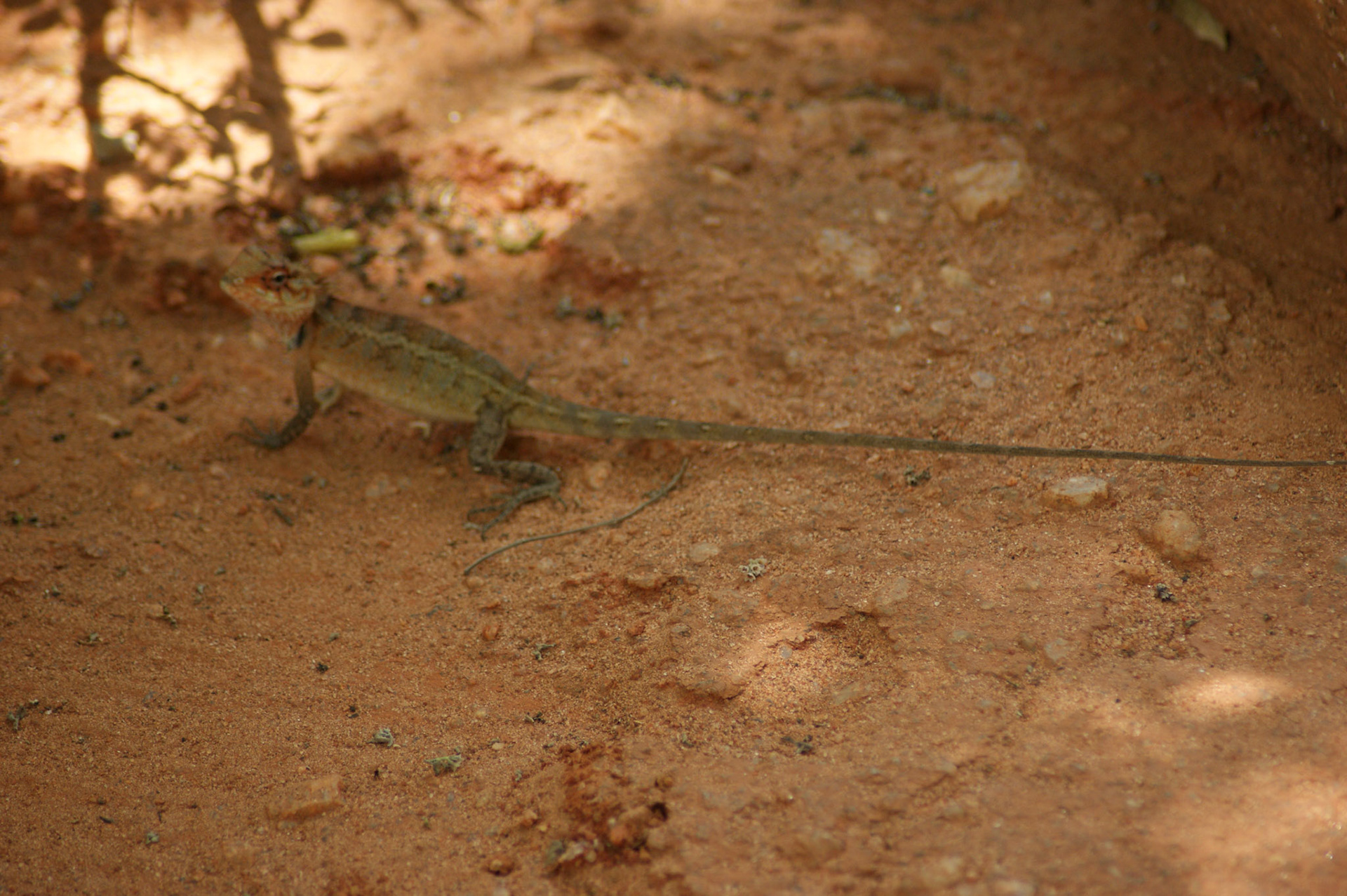 4.9.11 MINNERIYA - národní park