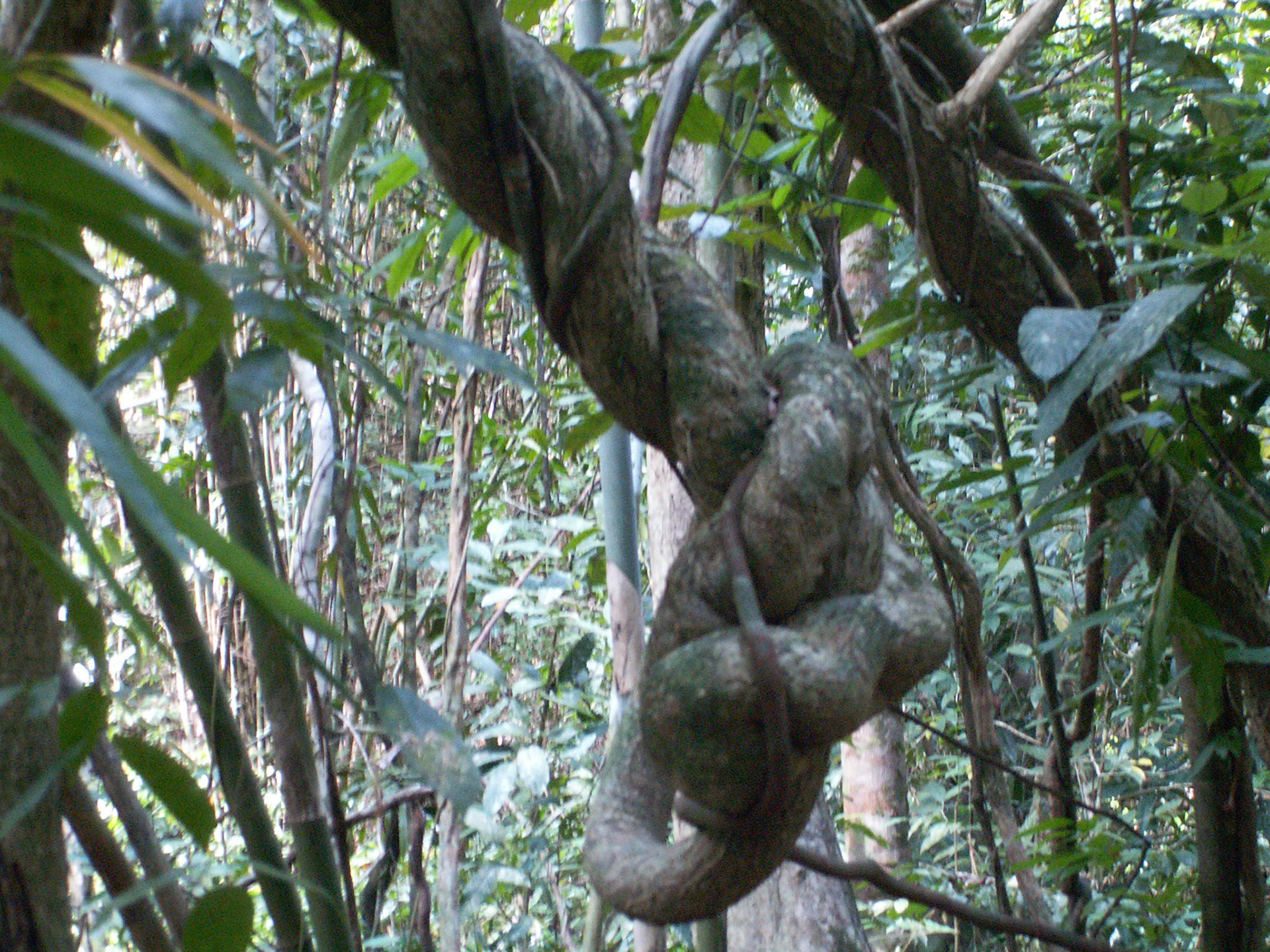 KONICA MINOLTA DIGITAL CAMERA