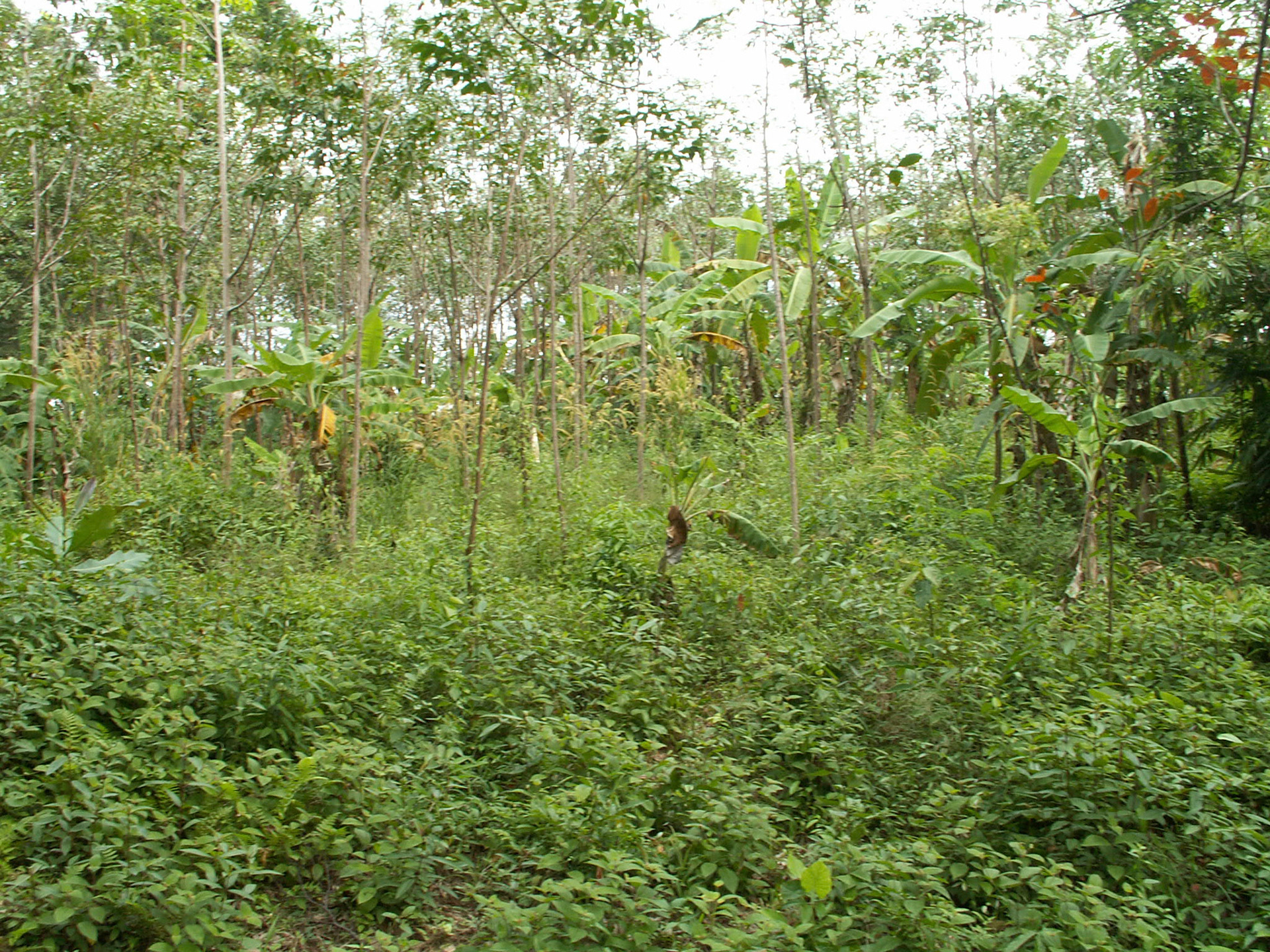 KONICA MINOLTA DIGITAL CAMERA