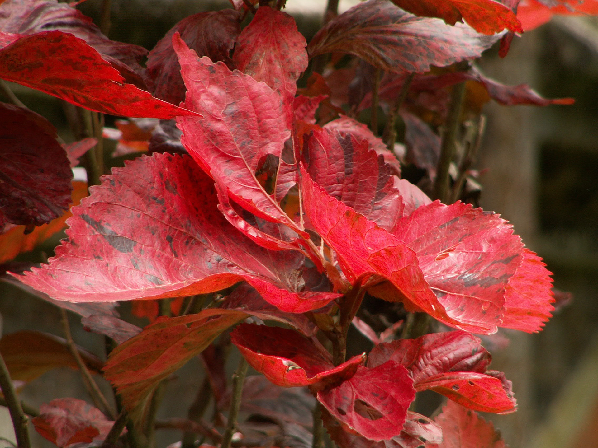 KONICA MINOLTA DIGITAL CAMERA