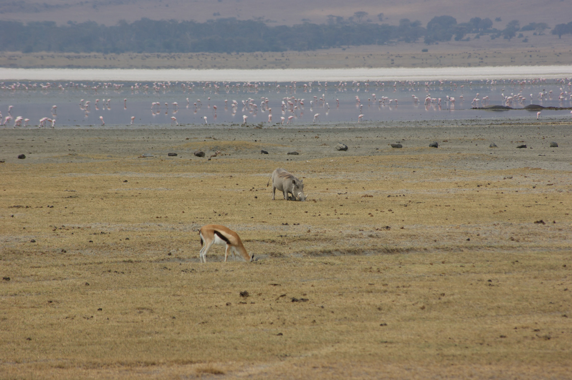 3.10.2009 TANZANIE - Ngorongoro NP