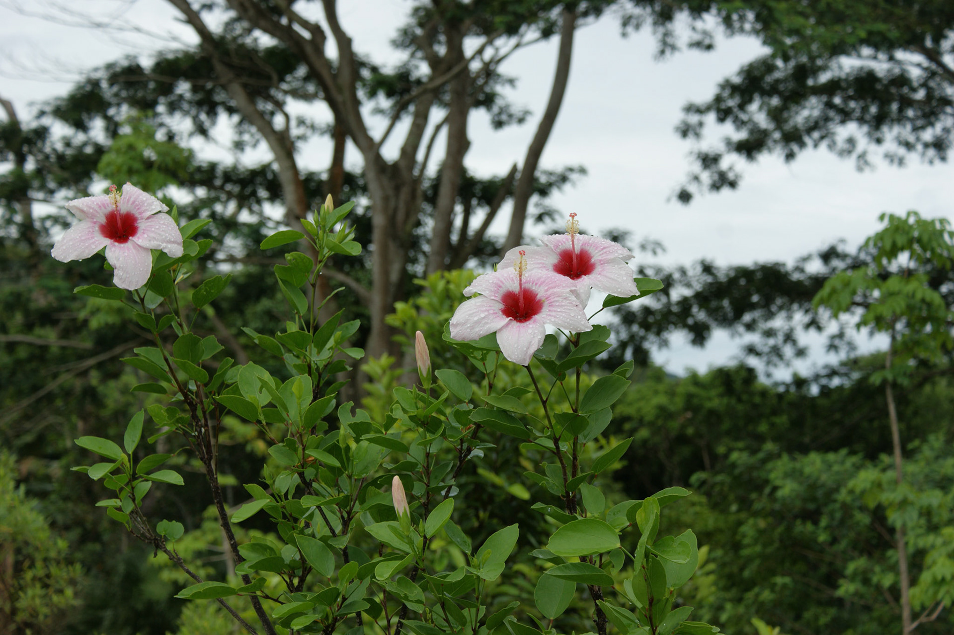 SONY DSC