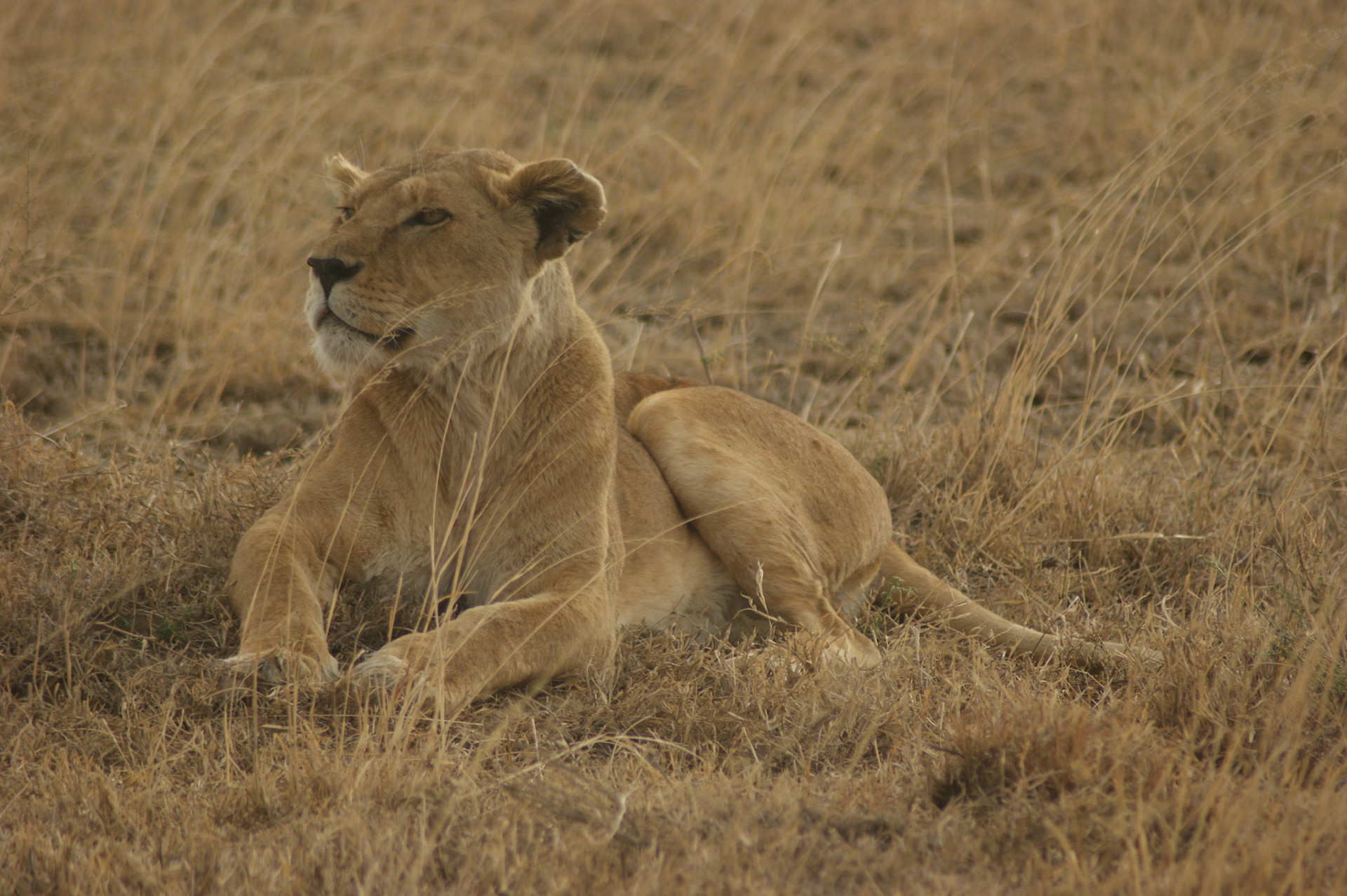 1.10.2009 TANZANIE - Serengeti
