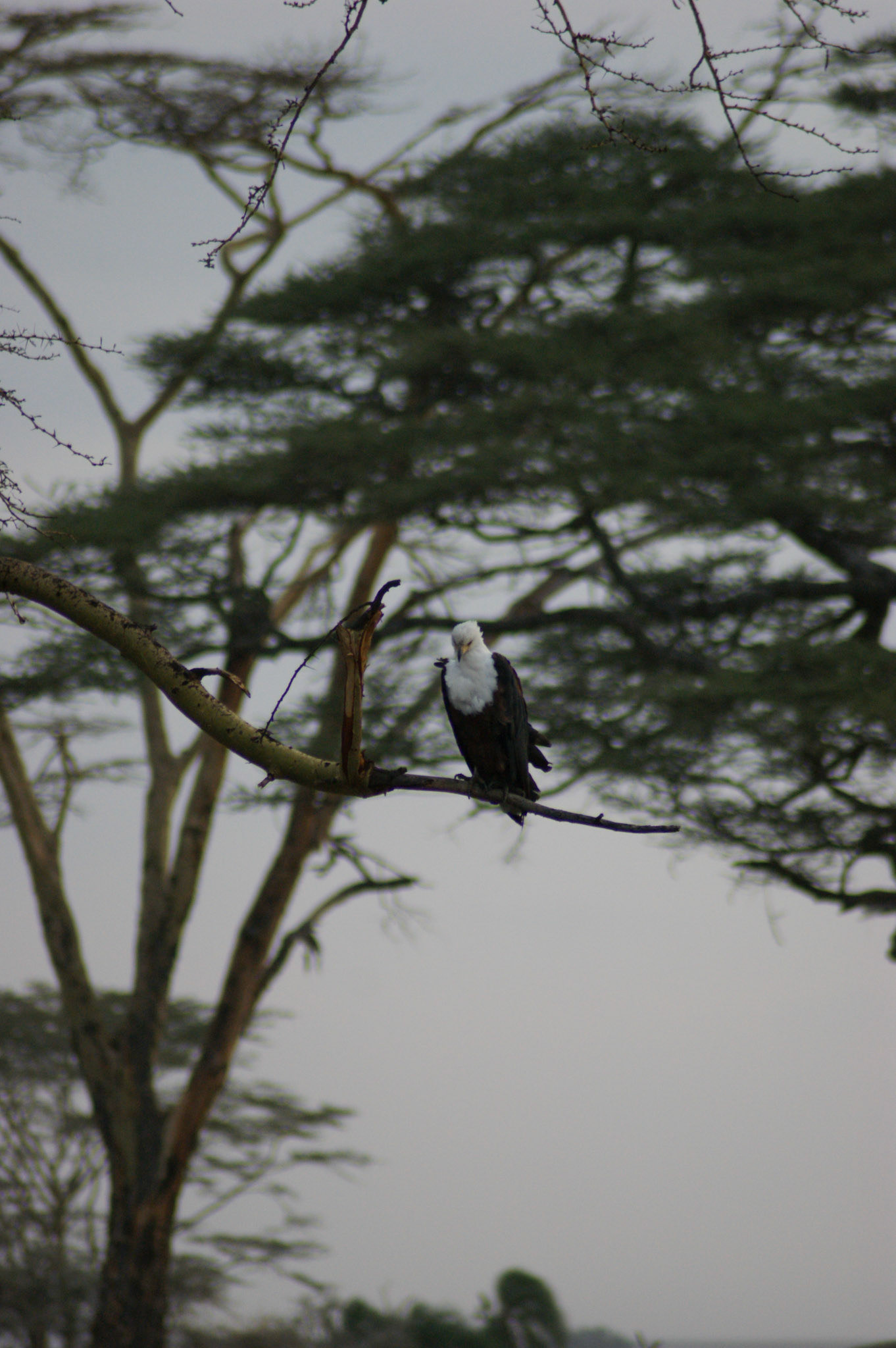 1.10.2009 TANZANIE - Serengeti