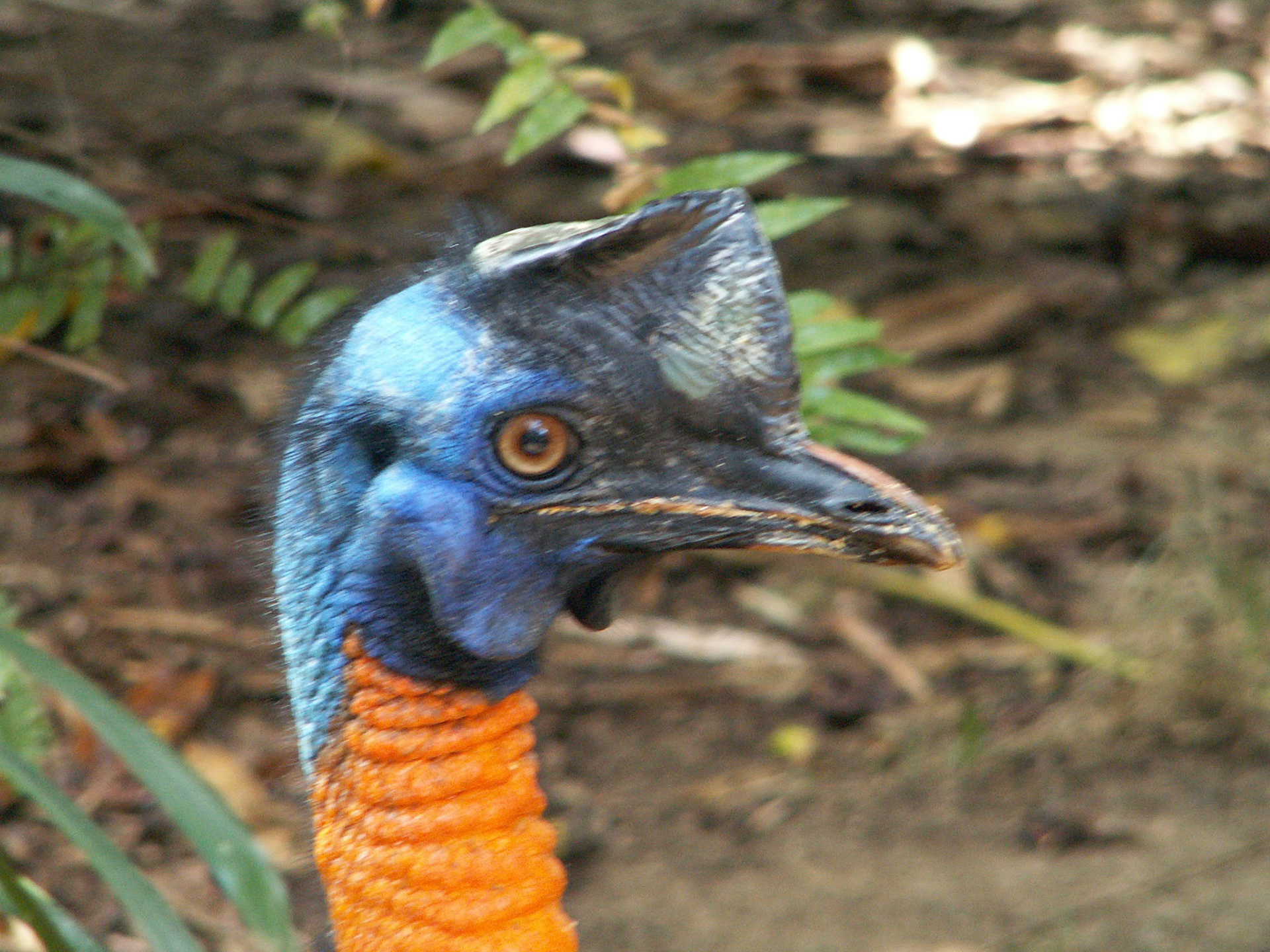 KONICA MINOLTA DIGITAL CAMERA