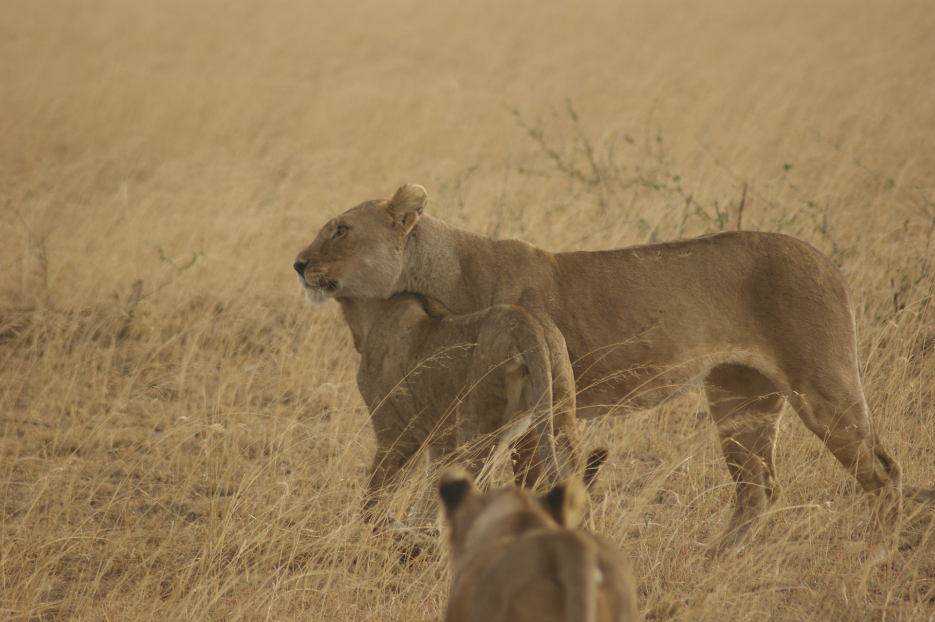 1.10.2009 TANZANIE - Serengeti