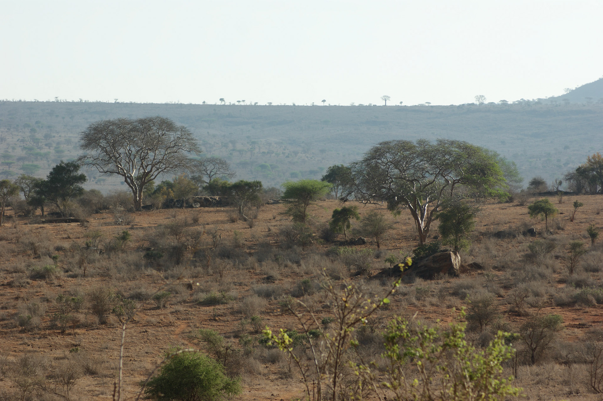27.9.2009 KEŇA - NP Tsawo West