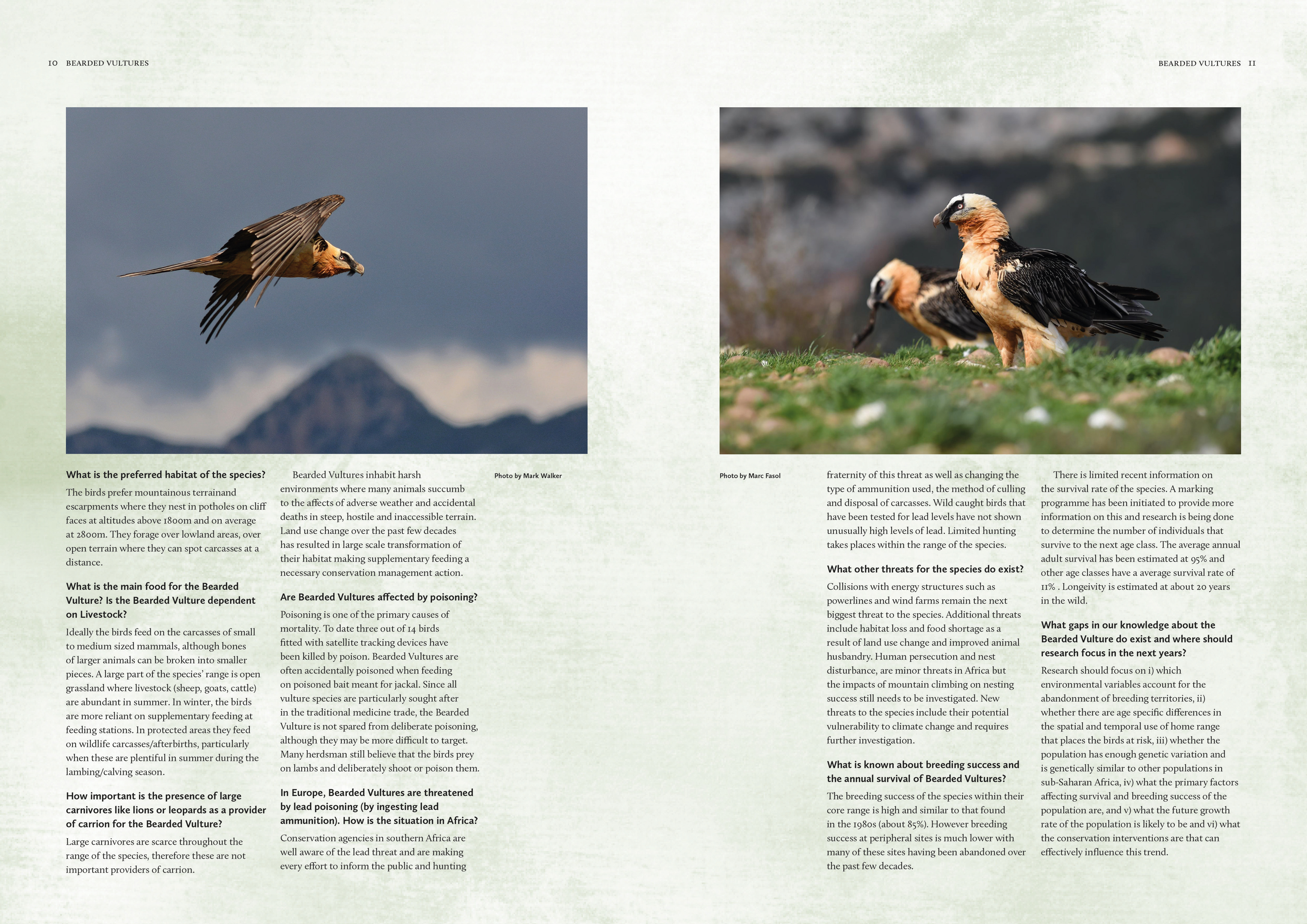 Initial layout for the Bearded Vultures interview section.