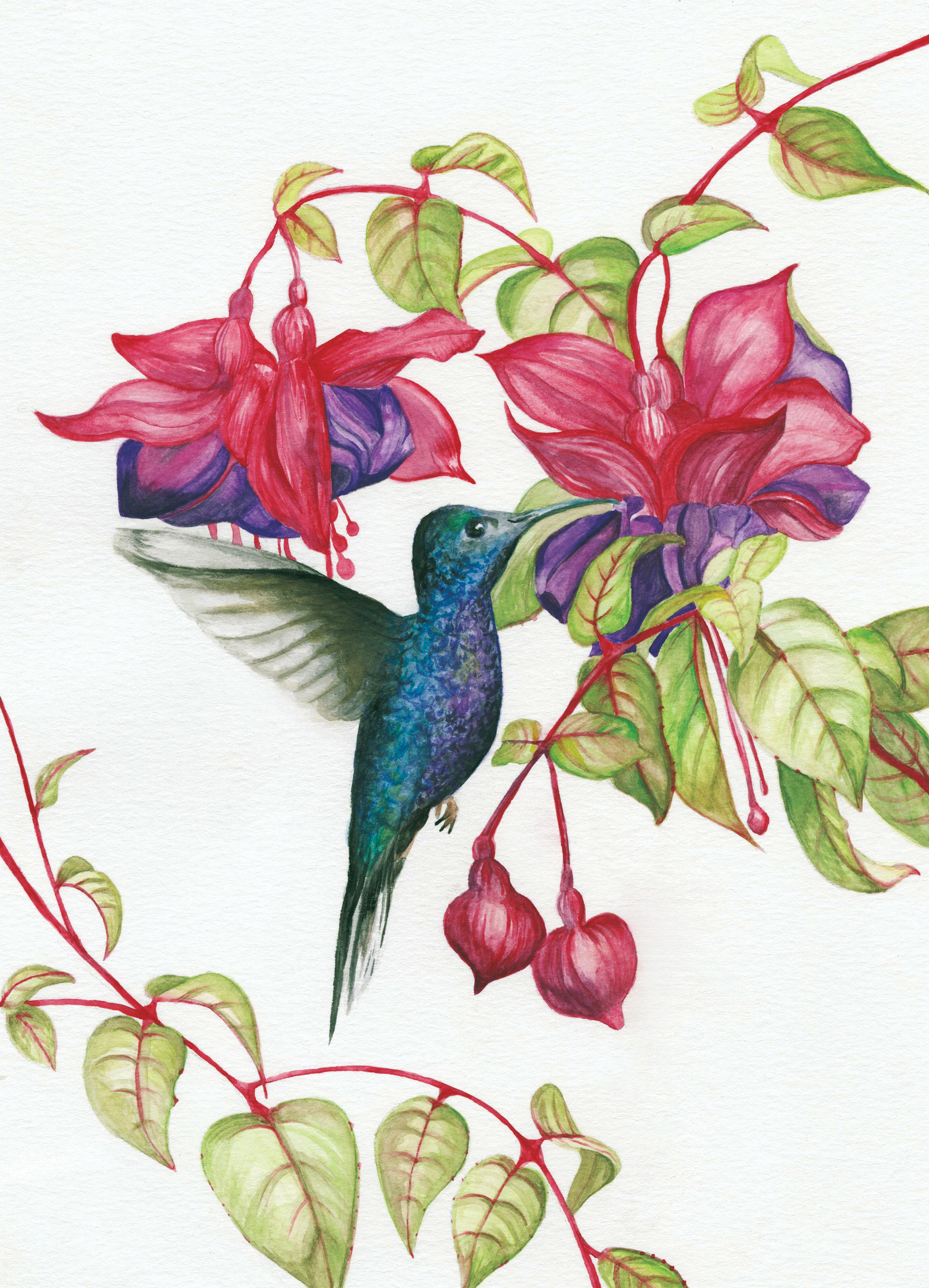 Hummingbird Illustration