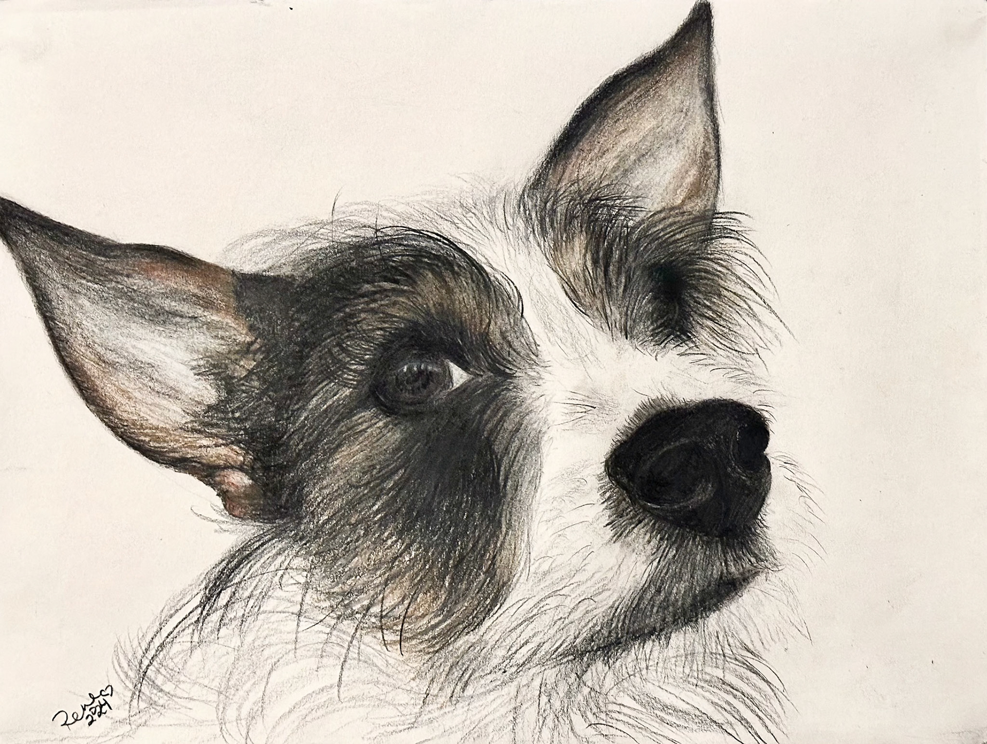Frog the Dog, 2024, Charcoal, graphite, colored pencils on paper. 12" x 9".