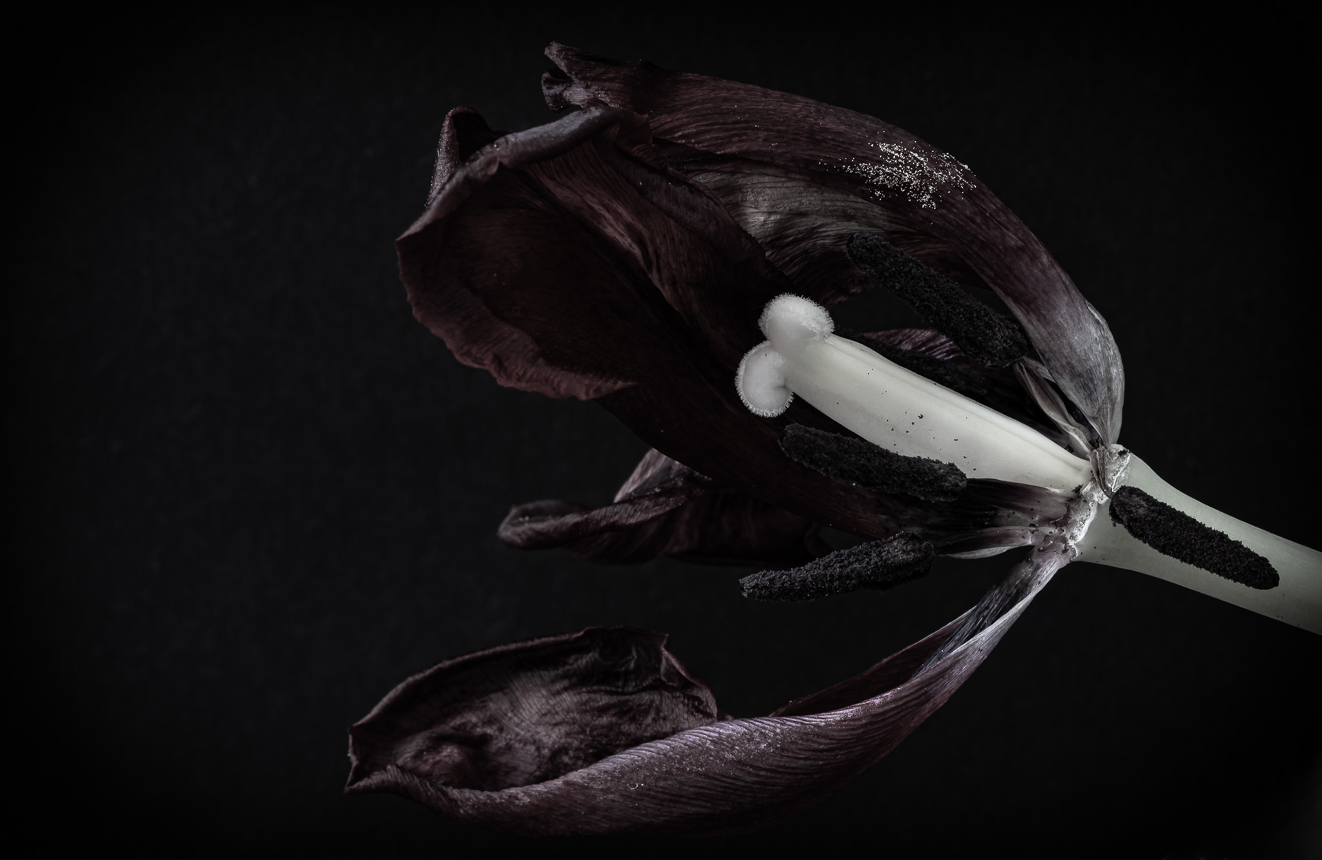 Tulip