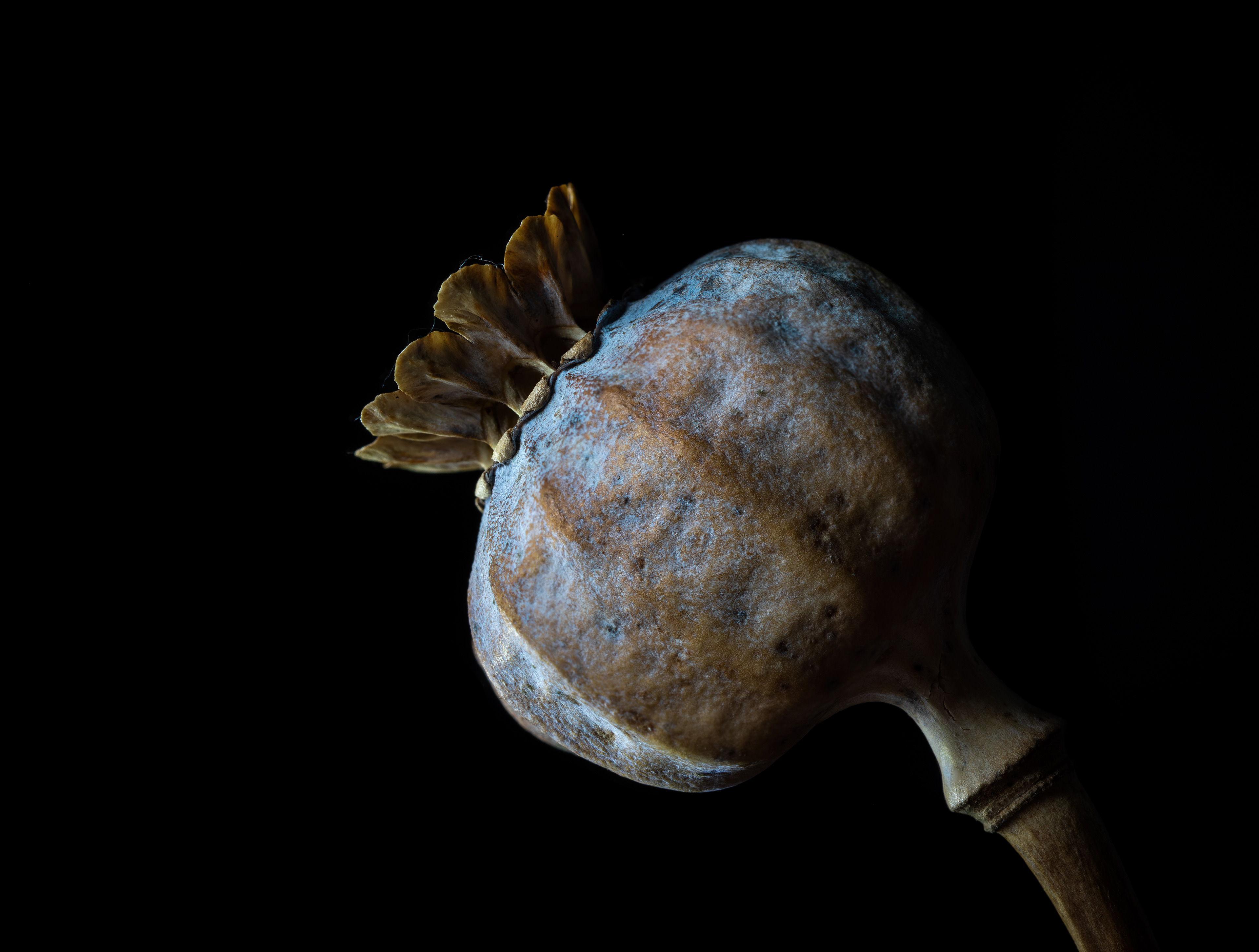 Poppy