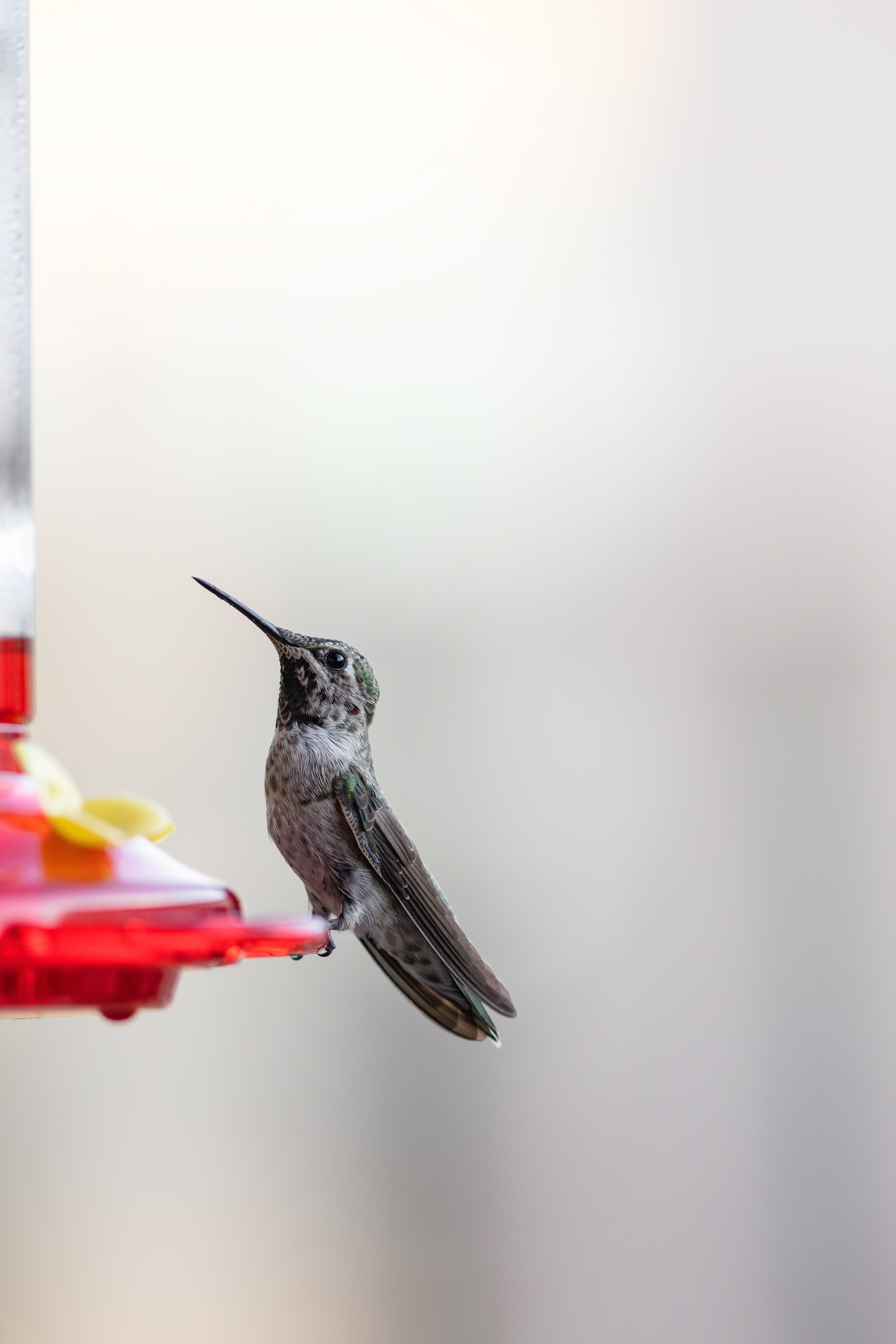 Hummingbird - Phoenix, AZ
