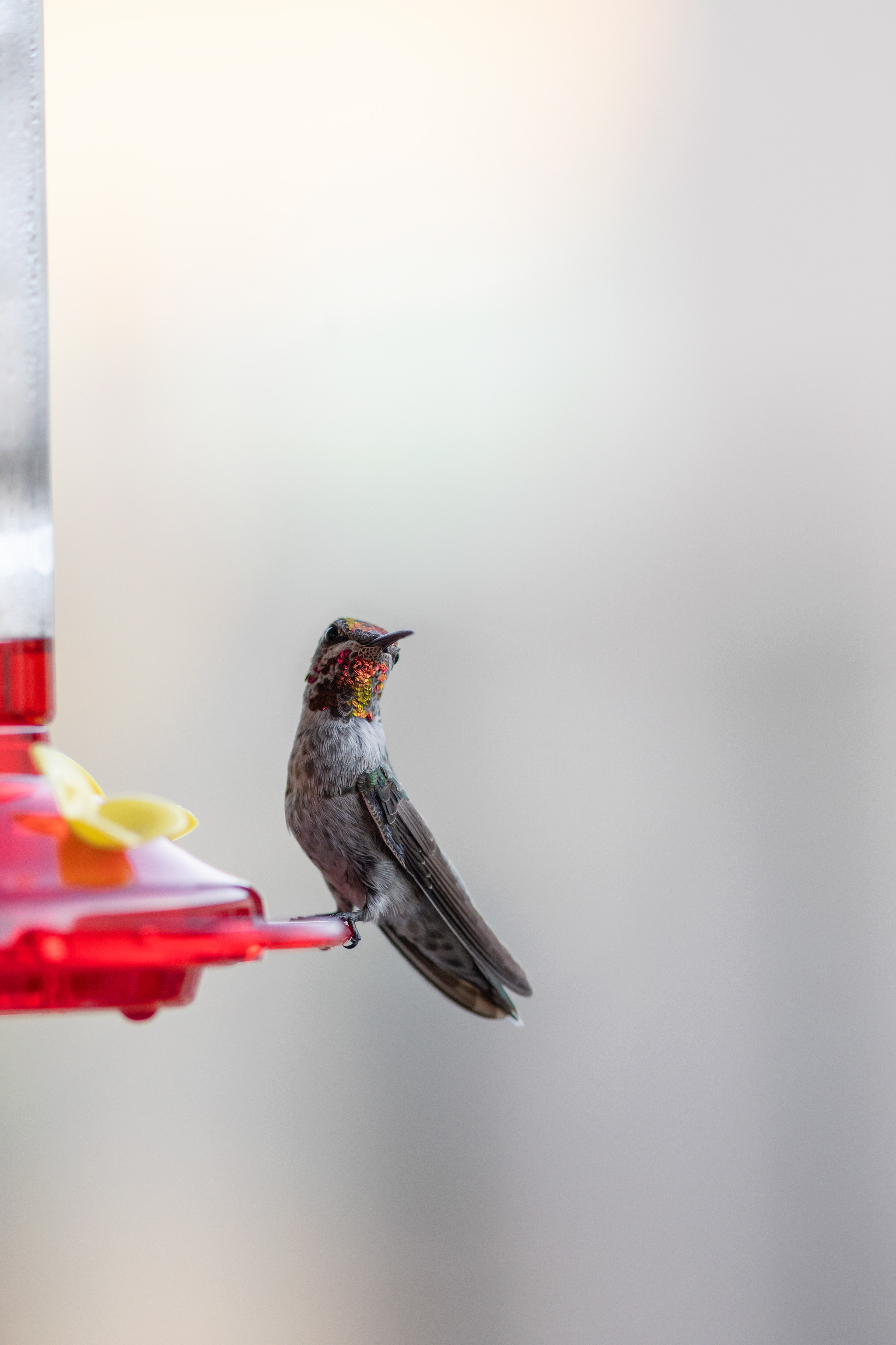Hummingbird - Phoenix, AZ