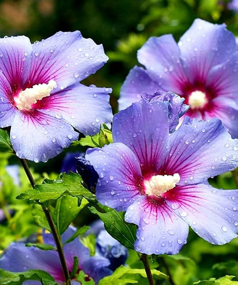 Inspiration - Bluebird hibiscus flower