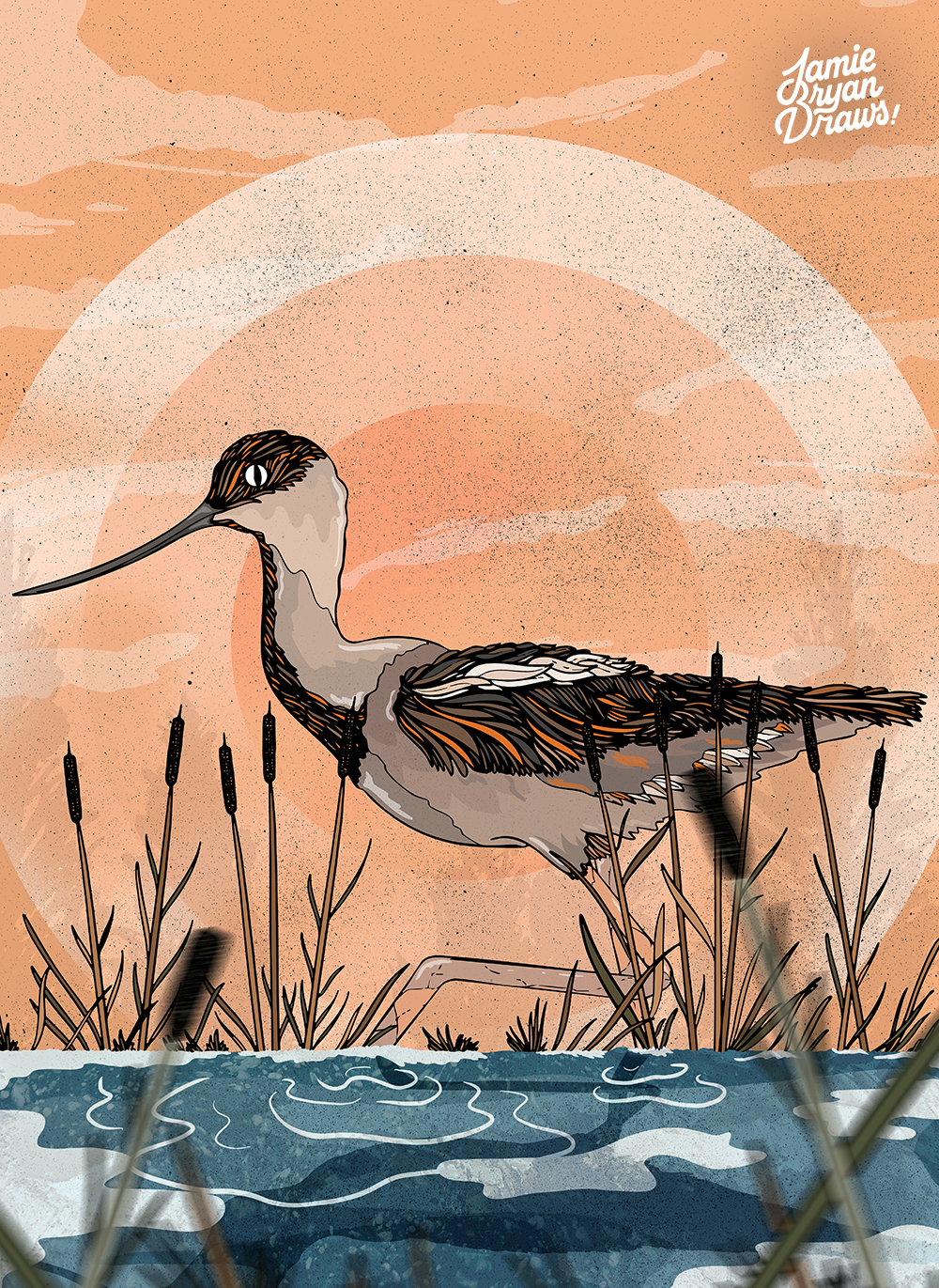 Hand-drawn illustration of an American Avocet wading through reed-filled water at sunset, surrounded by soft reflections and warm light.