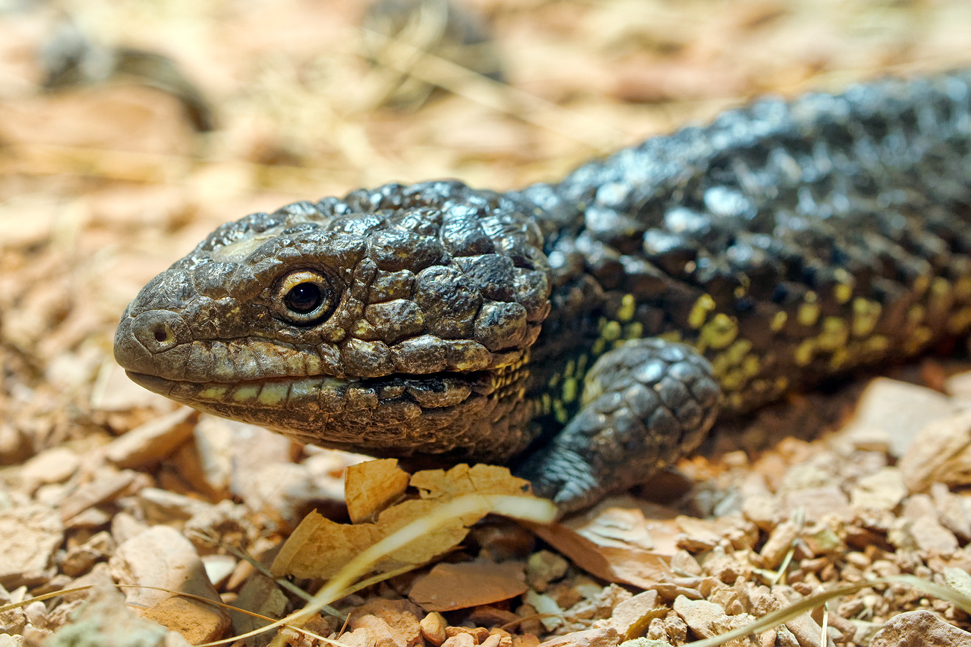Shingleback lizard - Tiliqua rugosa 
