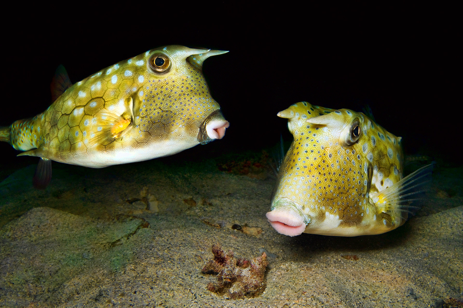 Longhorn cowfish - Lactoria cornuta