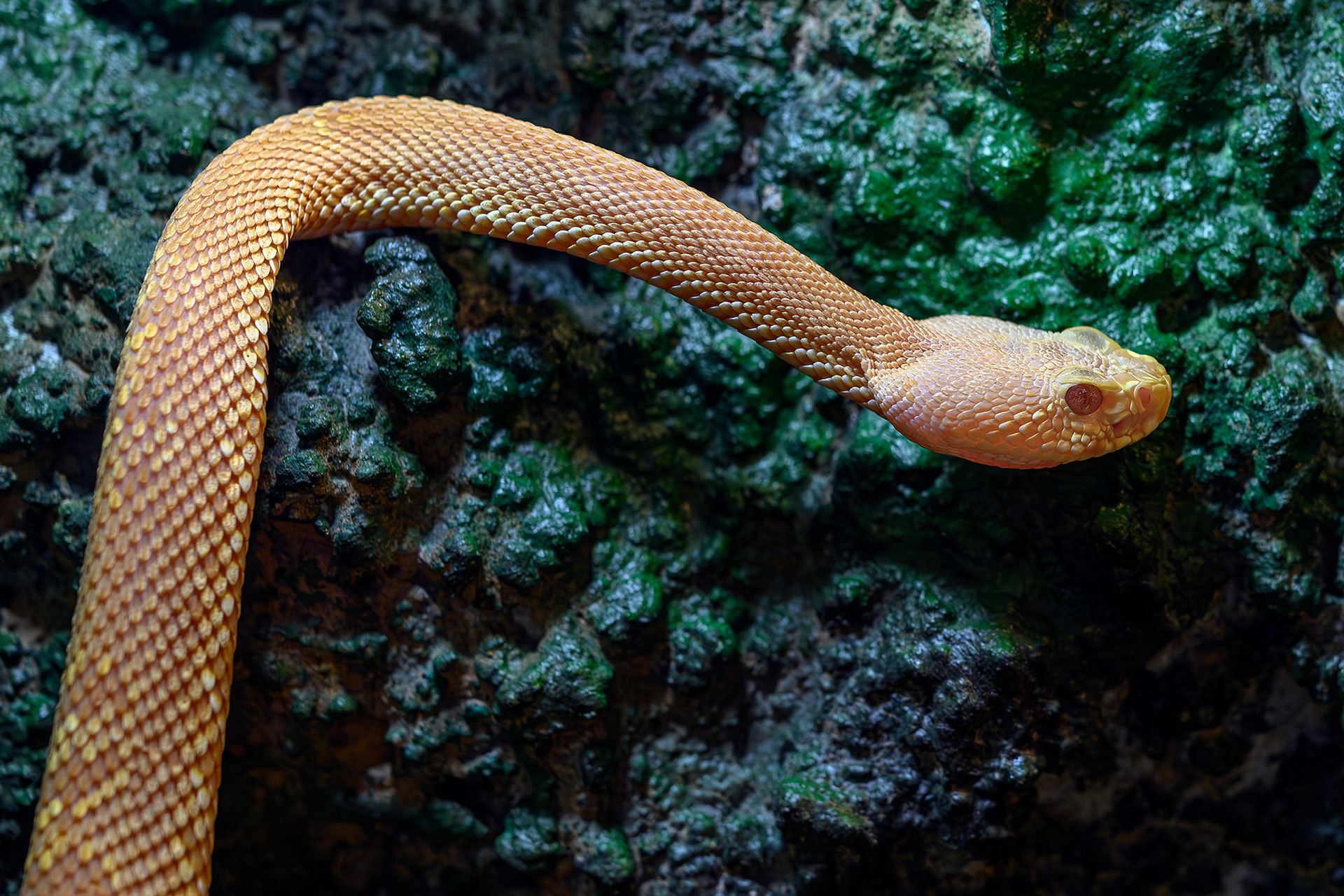 Eastern diamondback rattlesnake (albino snakelet) - Crotalus adamanteus 