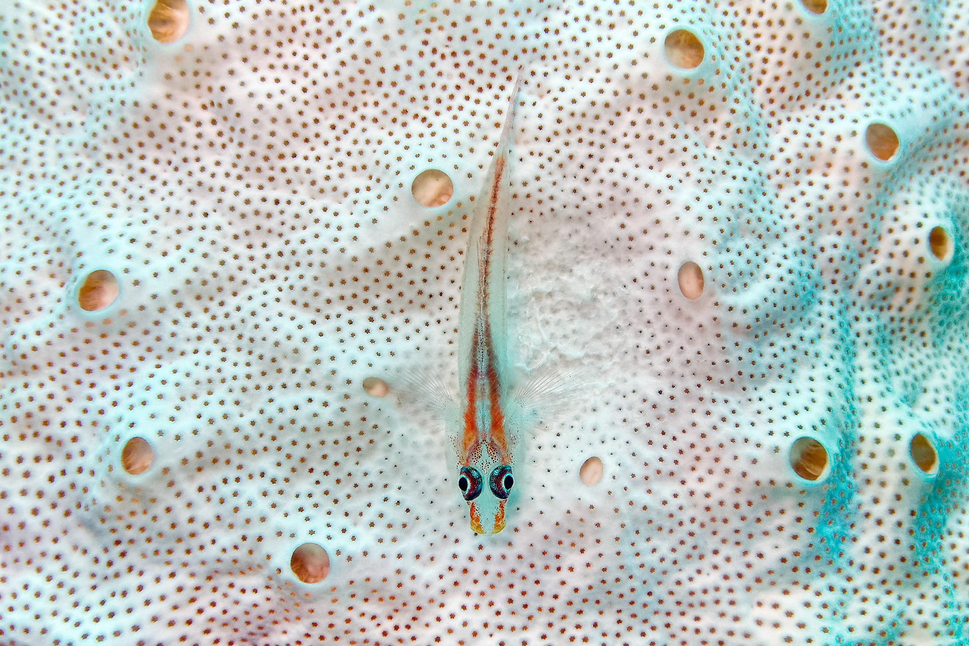 Toothy goby - Pleurosicya mossambica