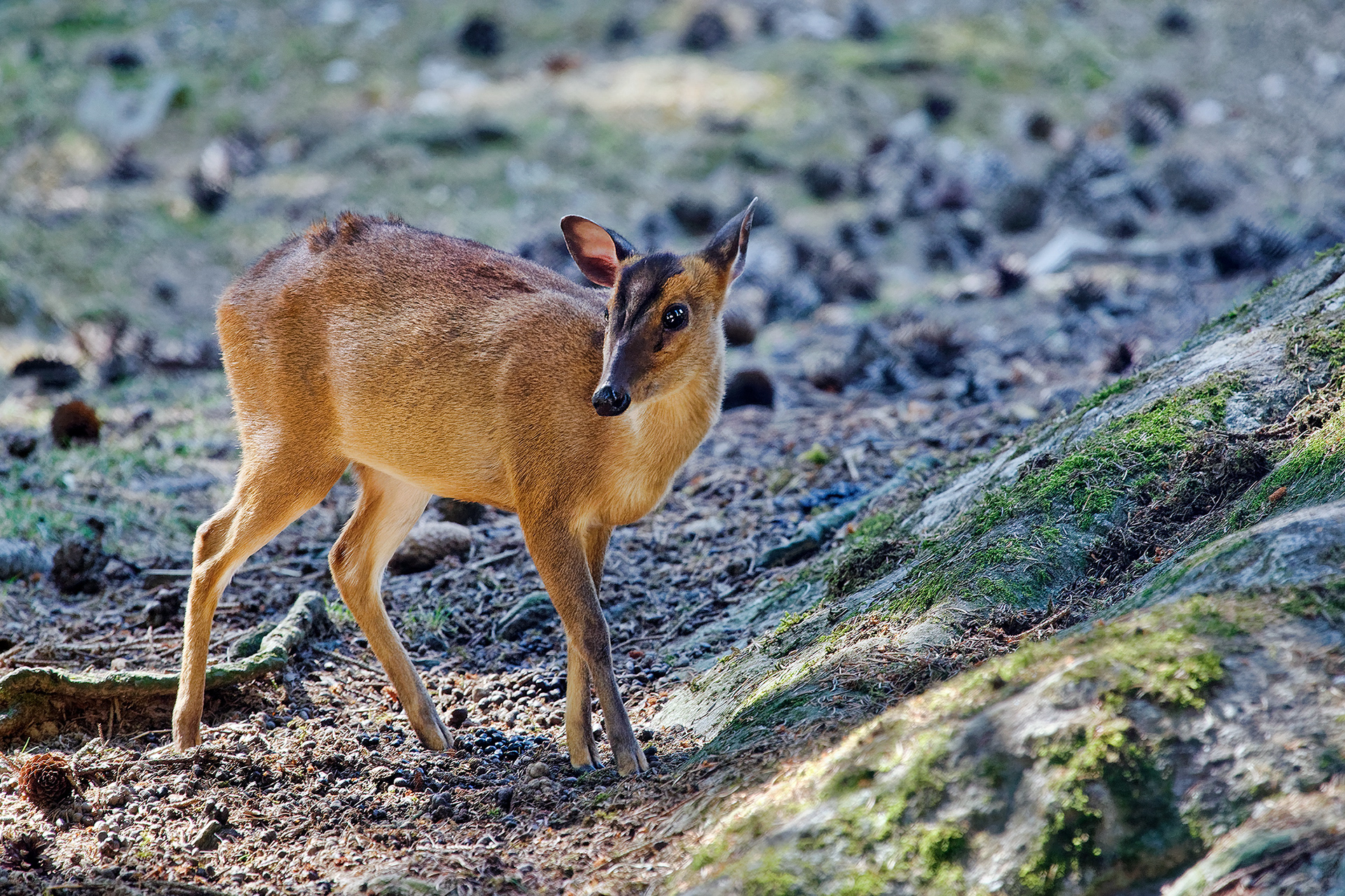 Reeves's muntjac - Muntiacus reevesi