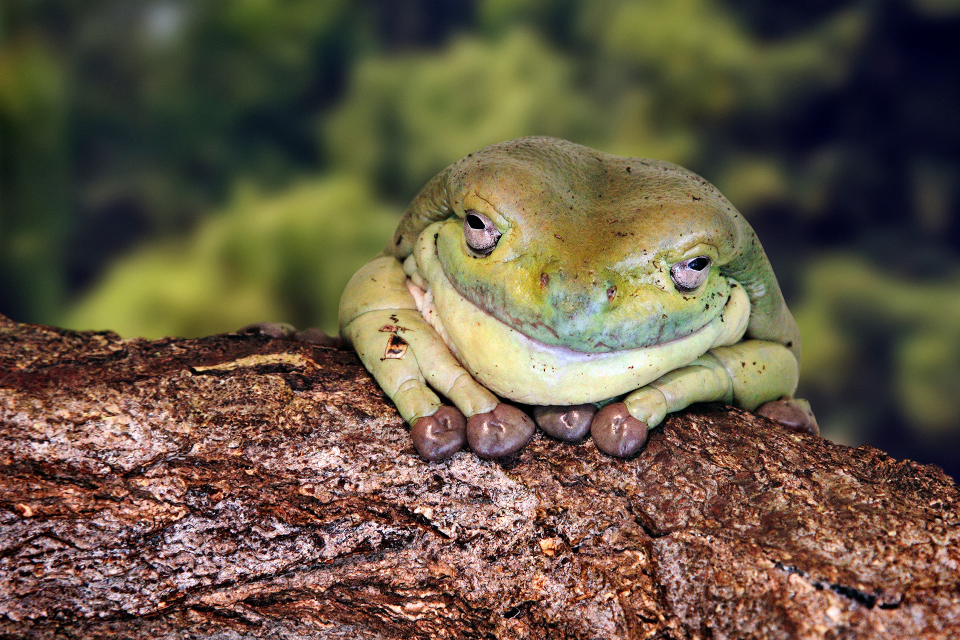 White-lipped tree frog - Litoria infrafrenata