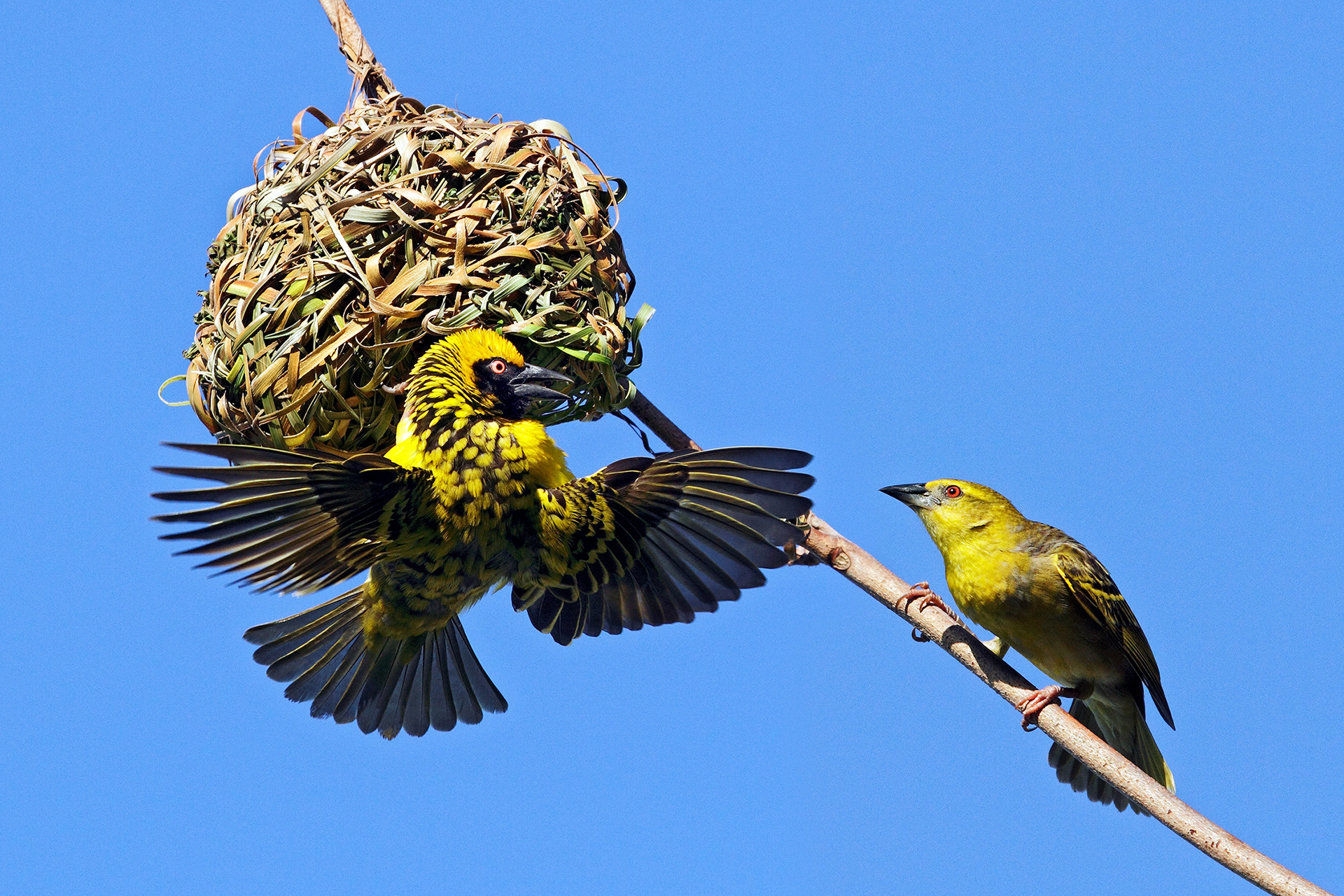 Village weavers (male & female) - Ploceus cucullatus