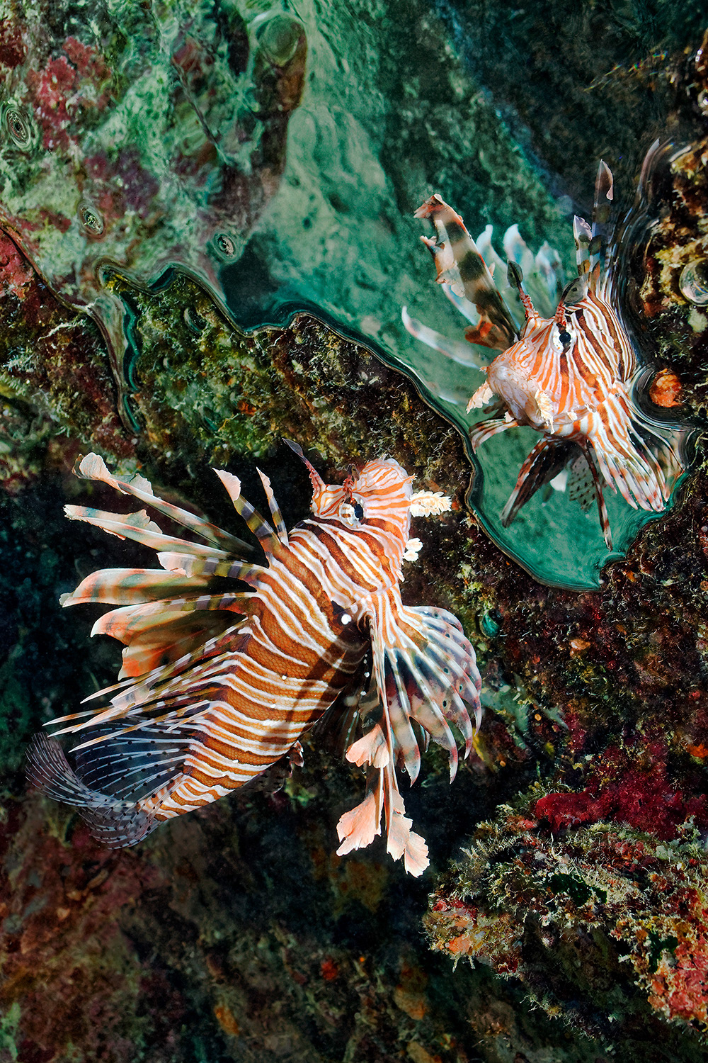 Common lionfish - Pterois miles