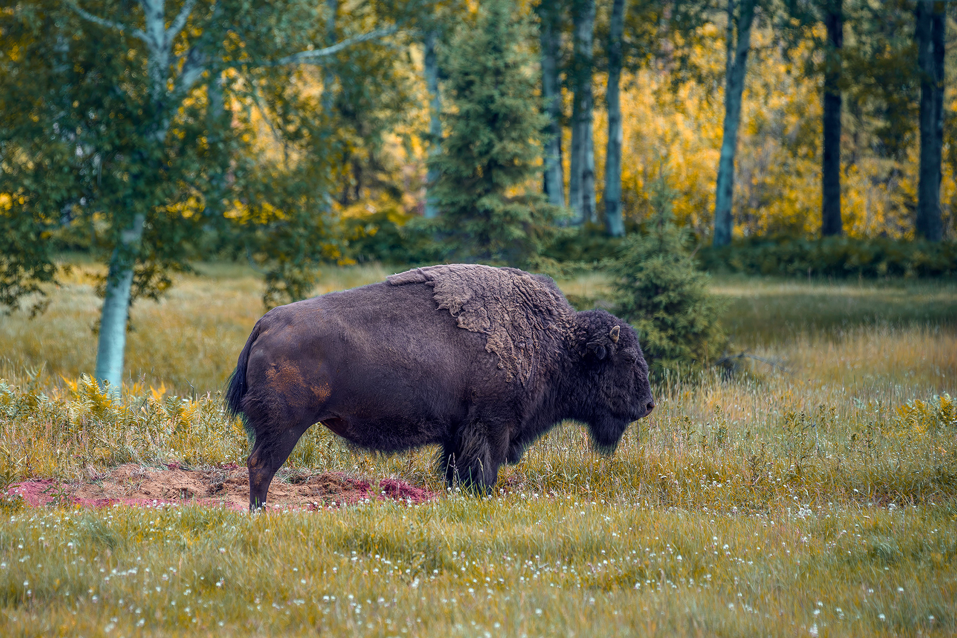 American bison - Bison bison