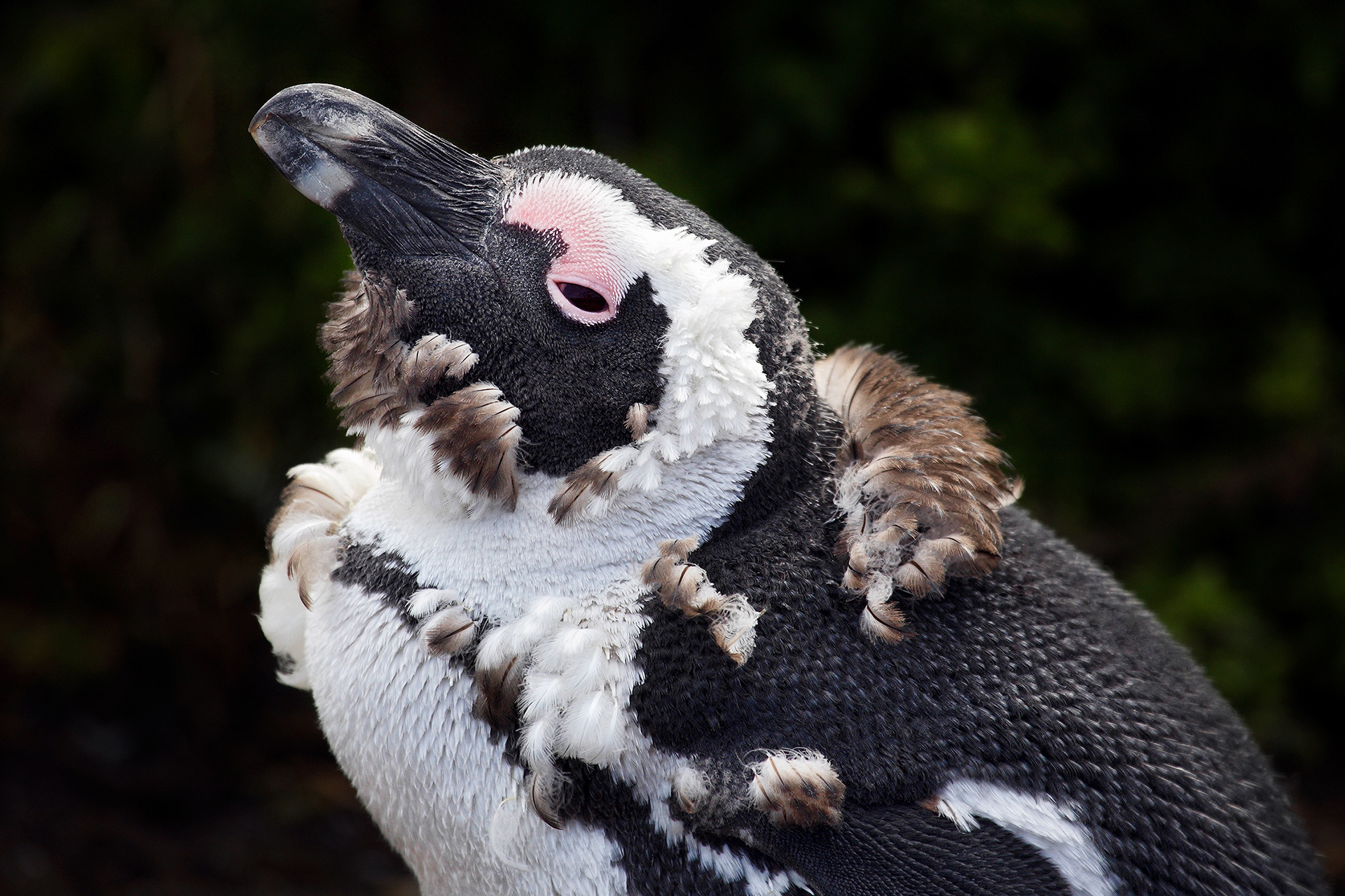 African penguin - Spheniscus demersus